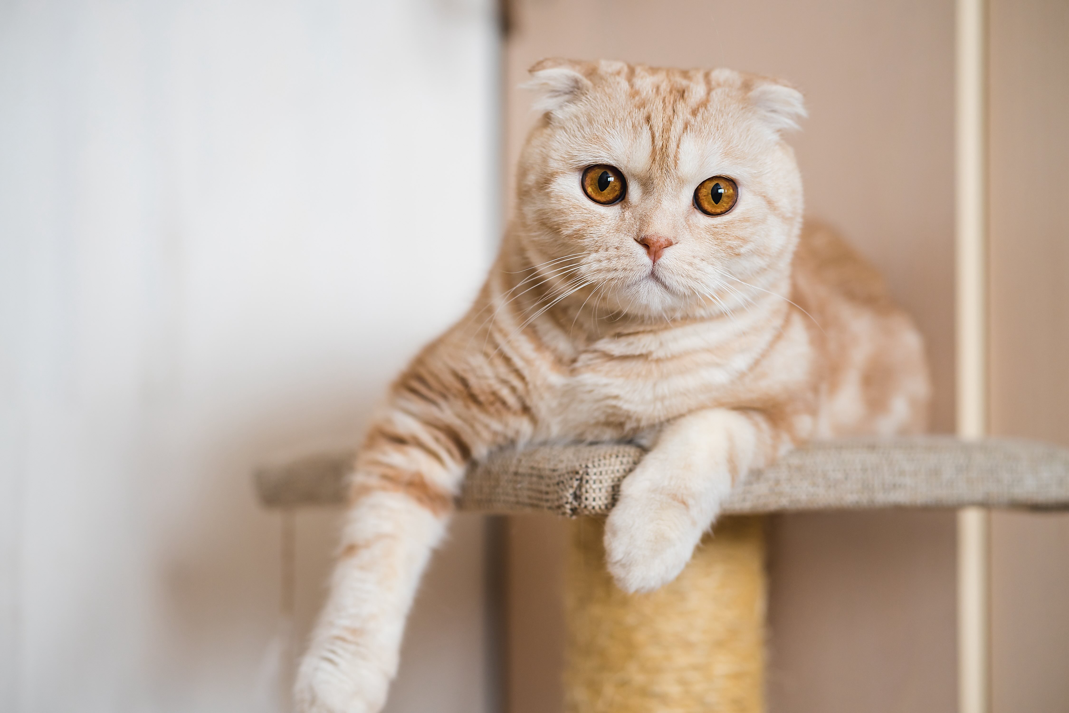 orange tabby scottish fold lying in a cat tree