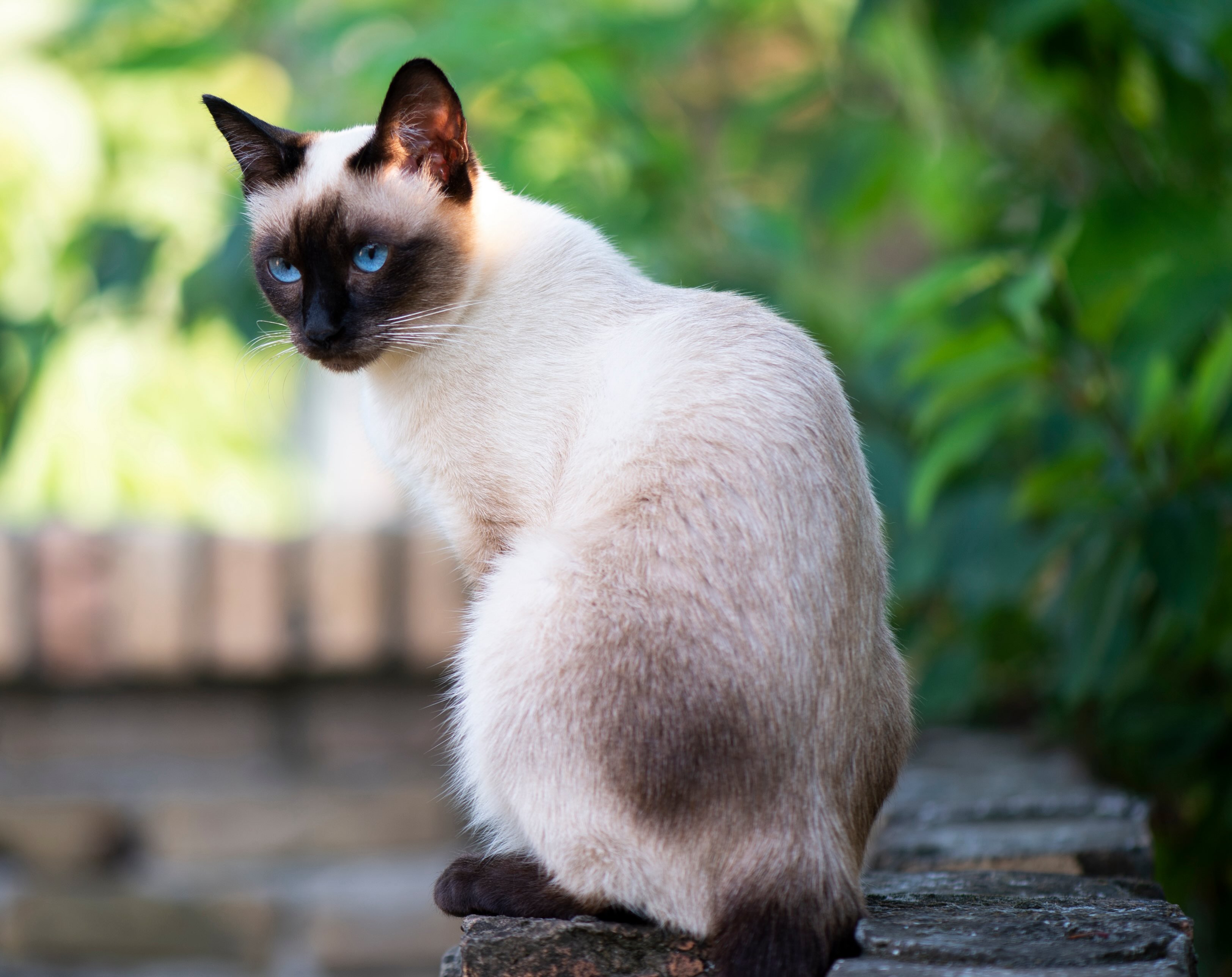 siamese cat sitting and looking over his shoulder