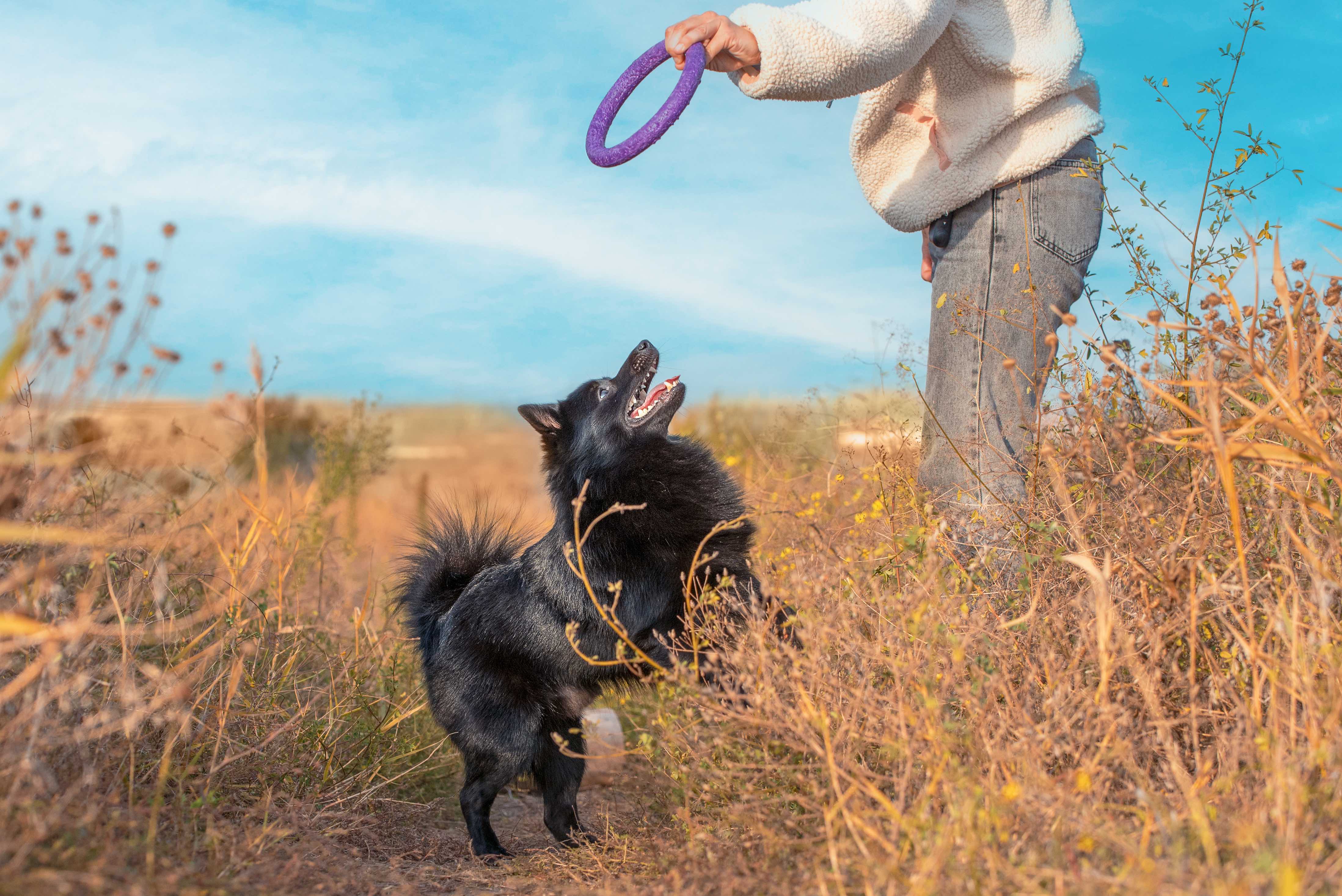 small black Schipperke dog looking up at a human holding a toy