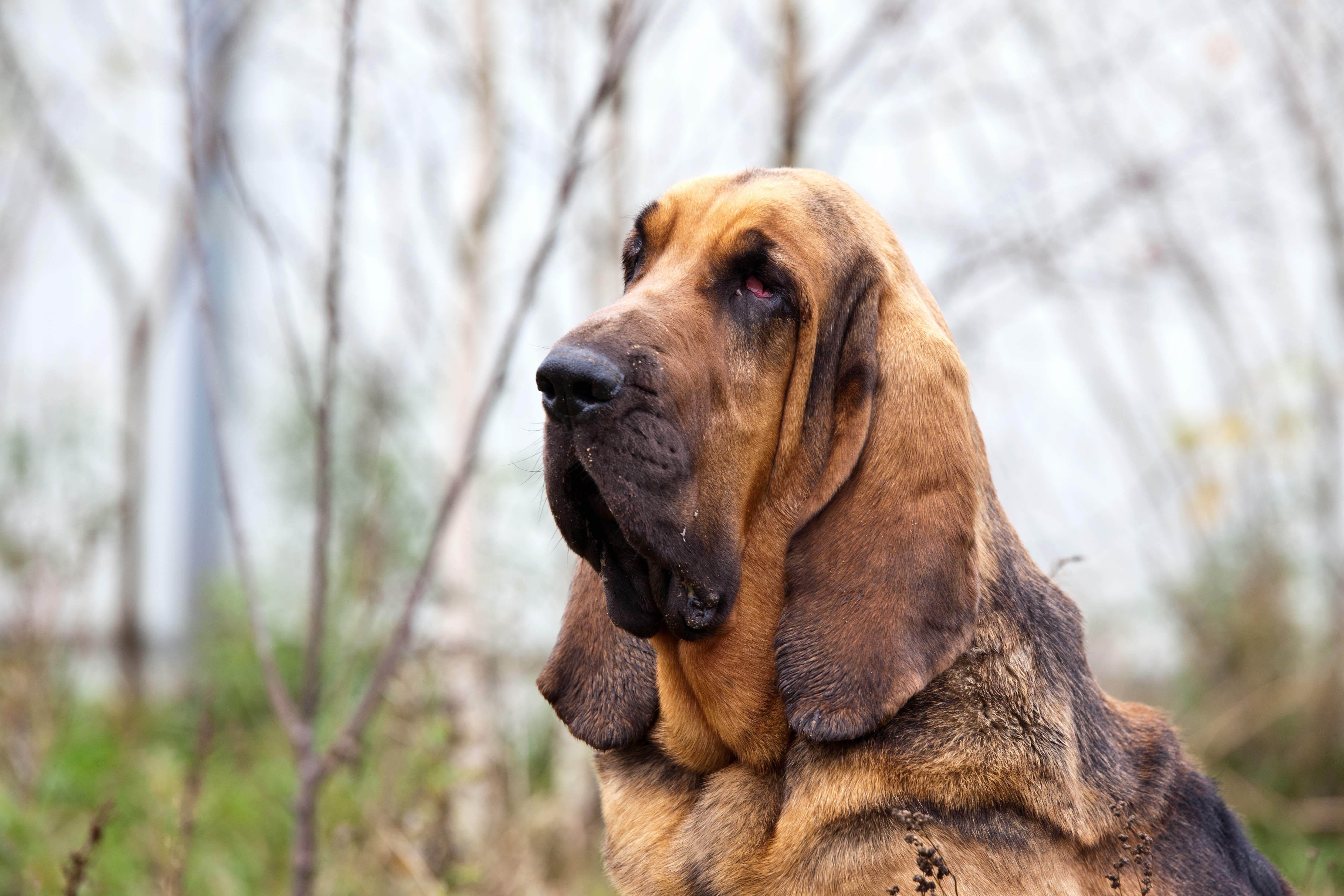 Most fashion intelligent dogs 2018