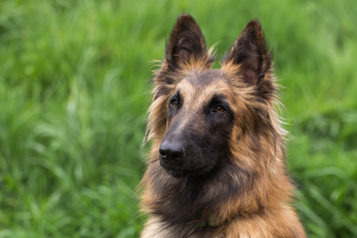 long haired belgian tervuren dog portrait
