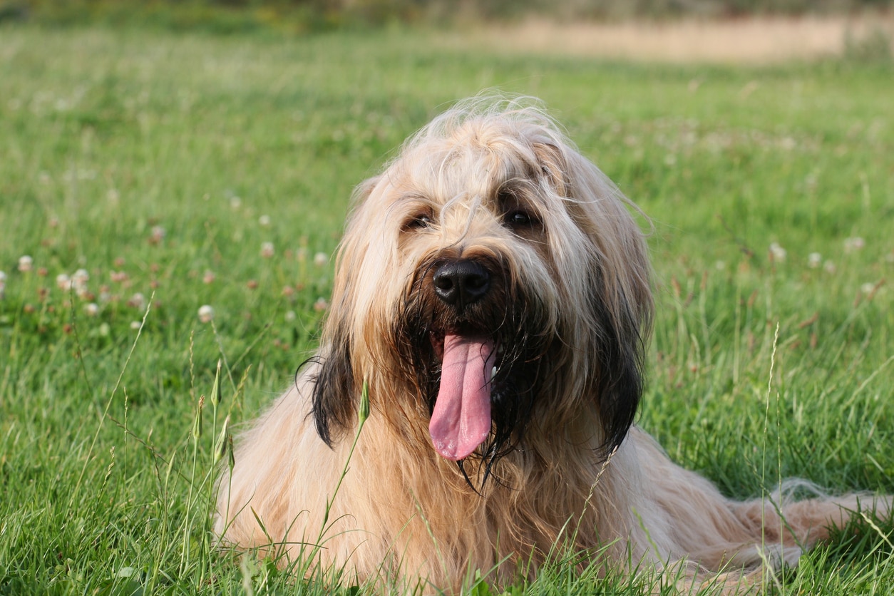 shaggy briard dog with his tongue out lying in grass