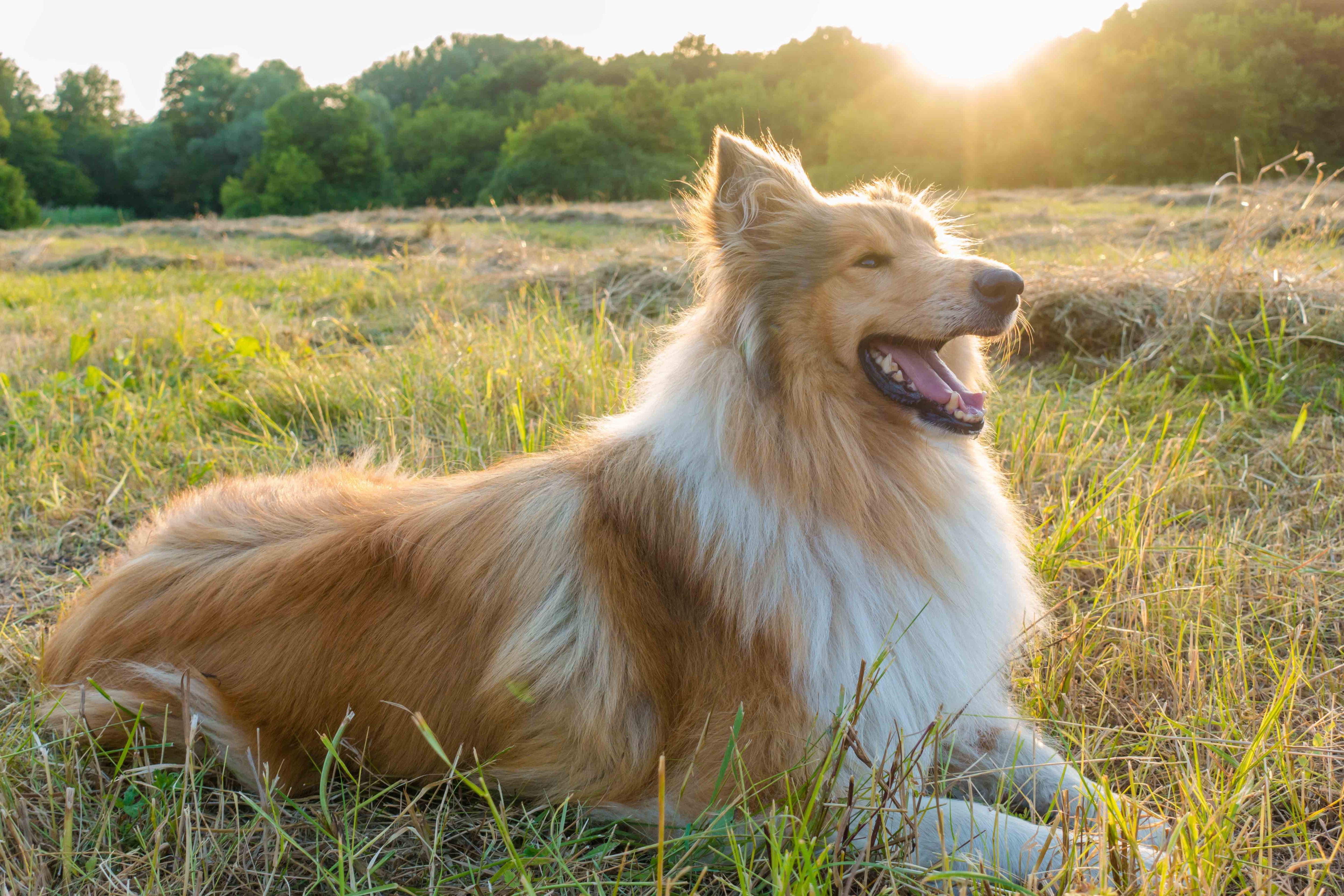 brown and white rough collie lying in a field at sunset
