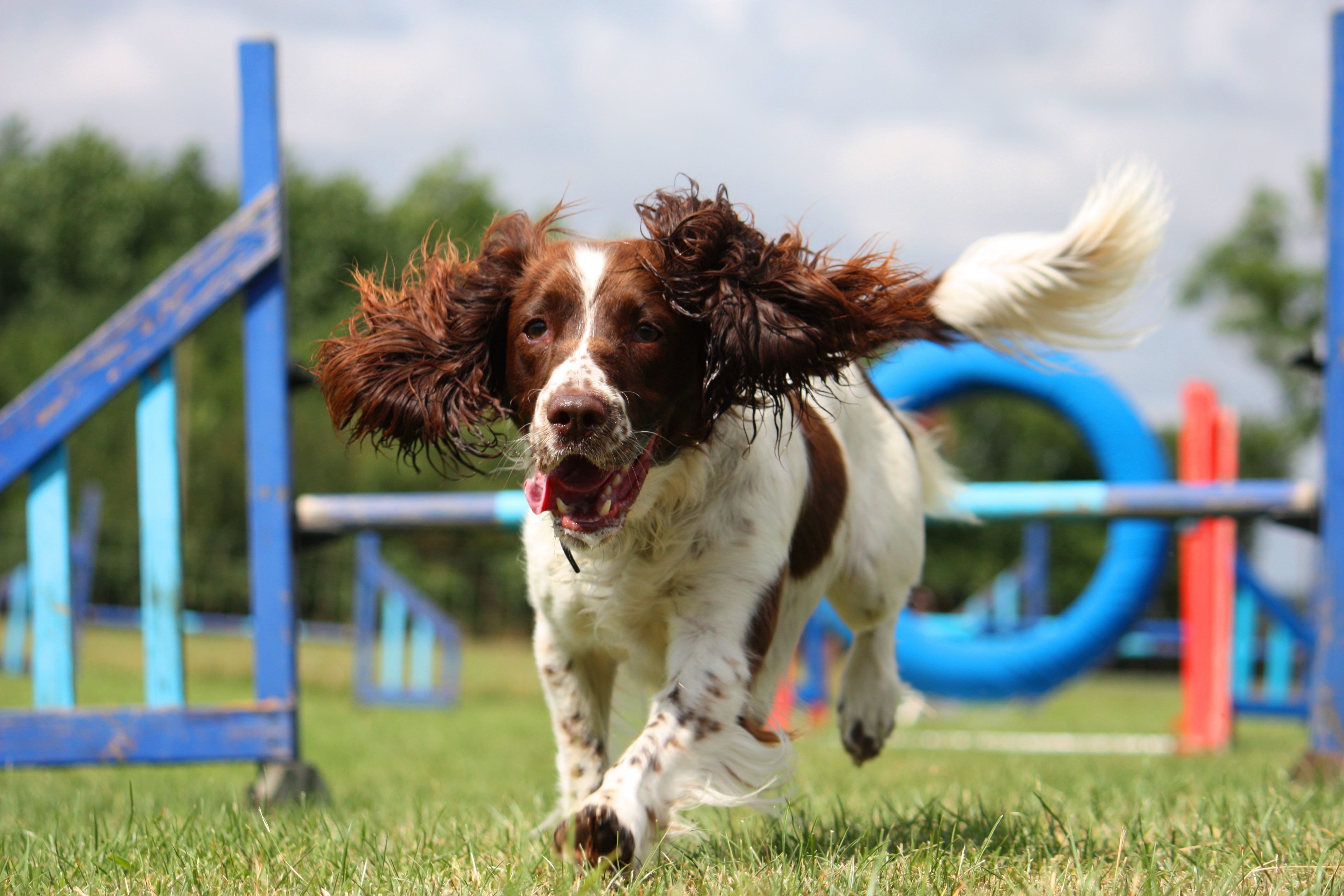 brown and white english springer spaniel running an agility course