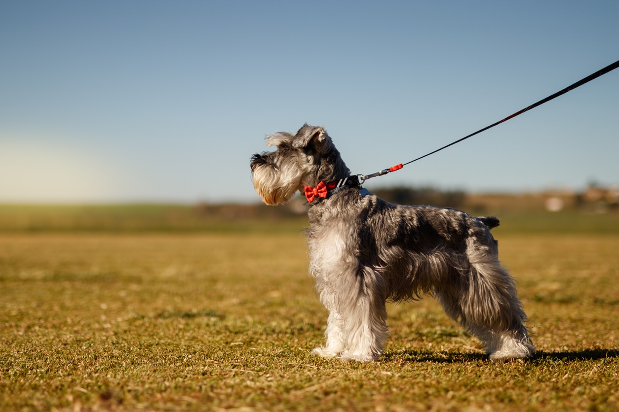 salt and pepper miniature schnauzer on a leash looking into the distance