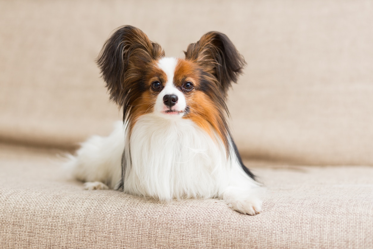 Cute and store smart dog breeds