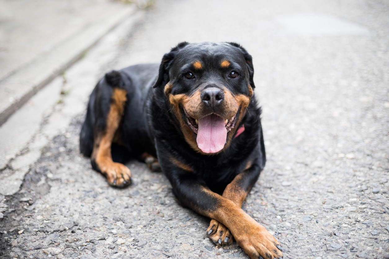 rottweiler lying on concrete and smiling at the camera