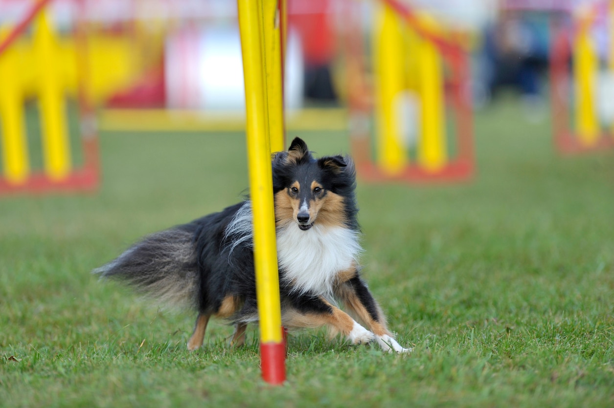 small sheltie dog running an agility course