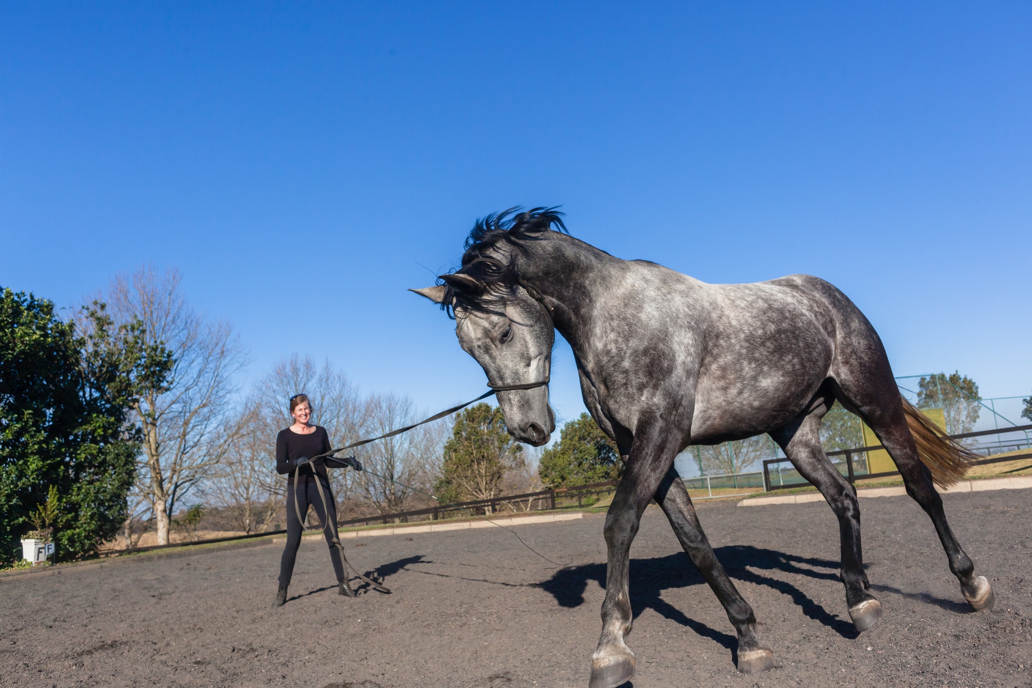 Smart grey horse learning on a lunge line with a trainer