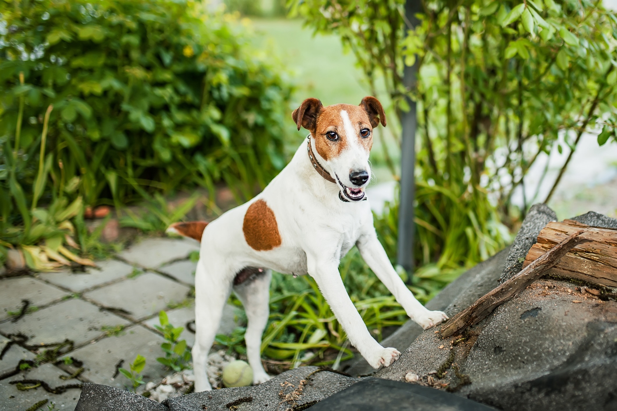 white and brown smooth fox terrier standing against rocks