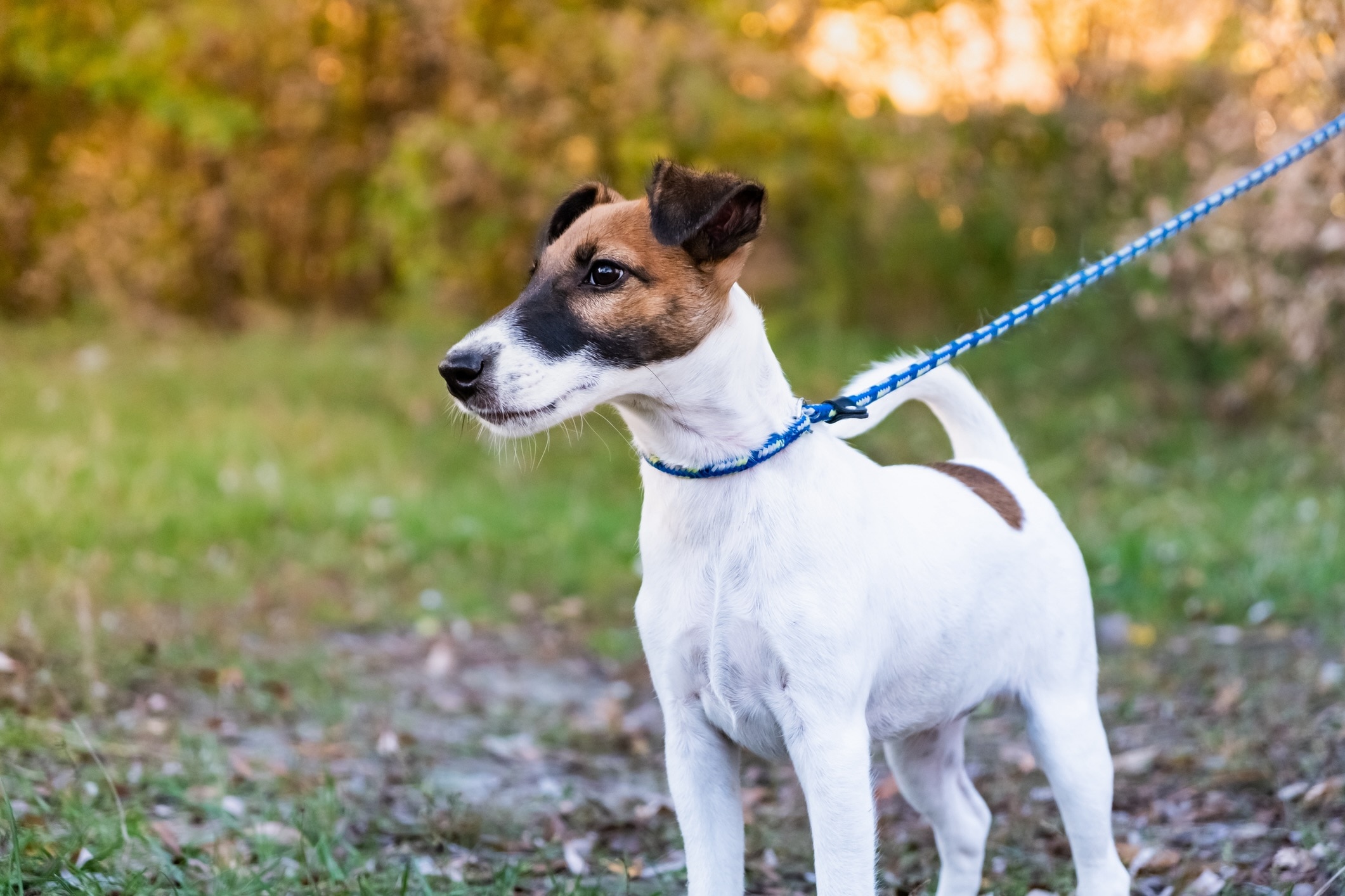 smooth fox terrier on a blue leash