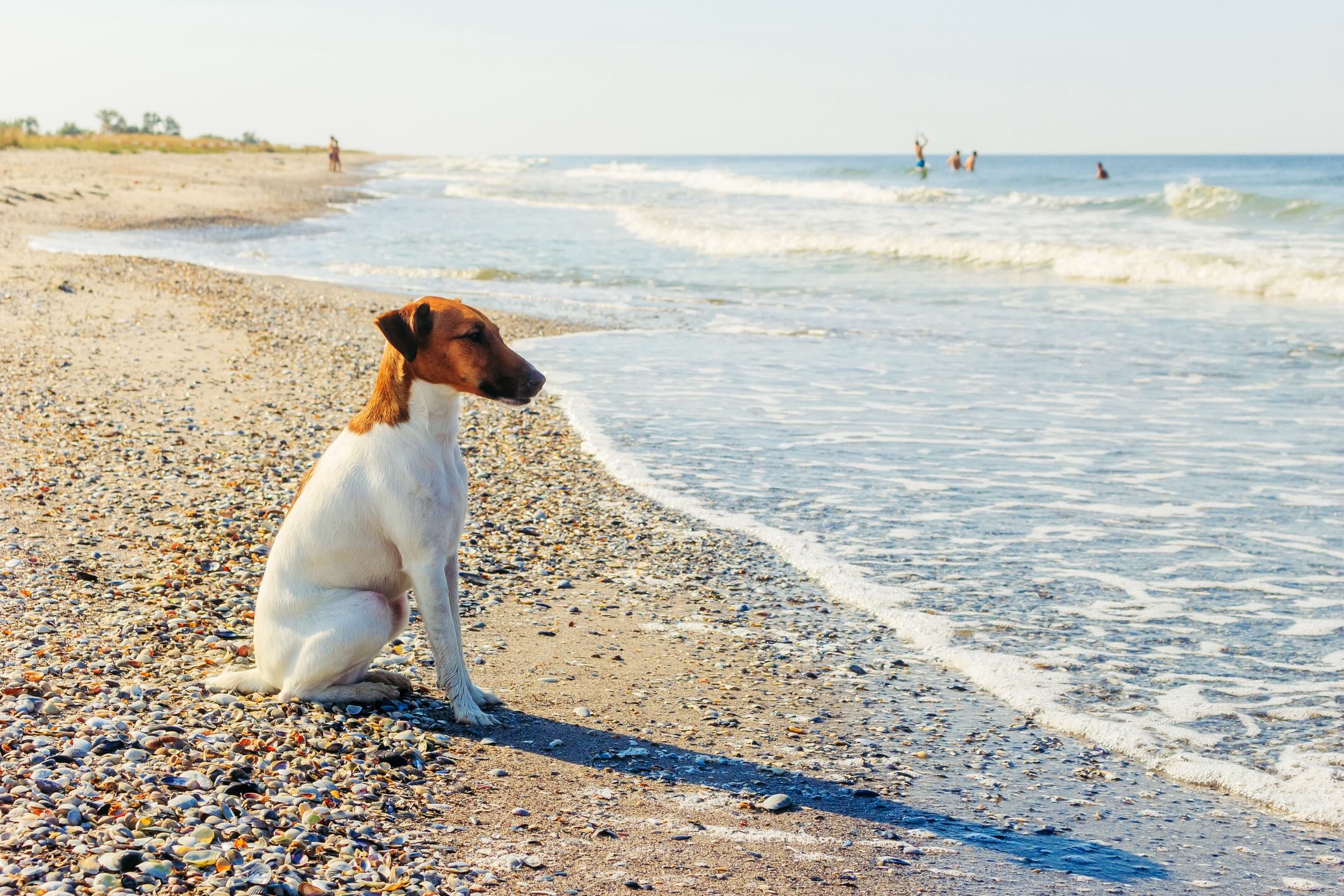 smooth fox terrier sitting on a beach and looking at the water