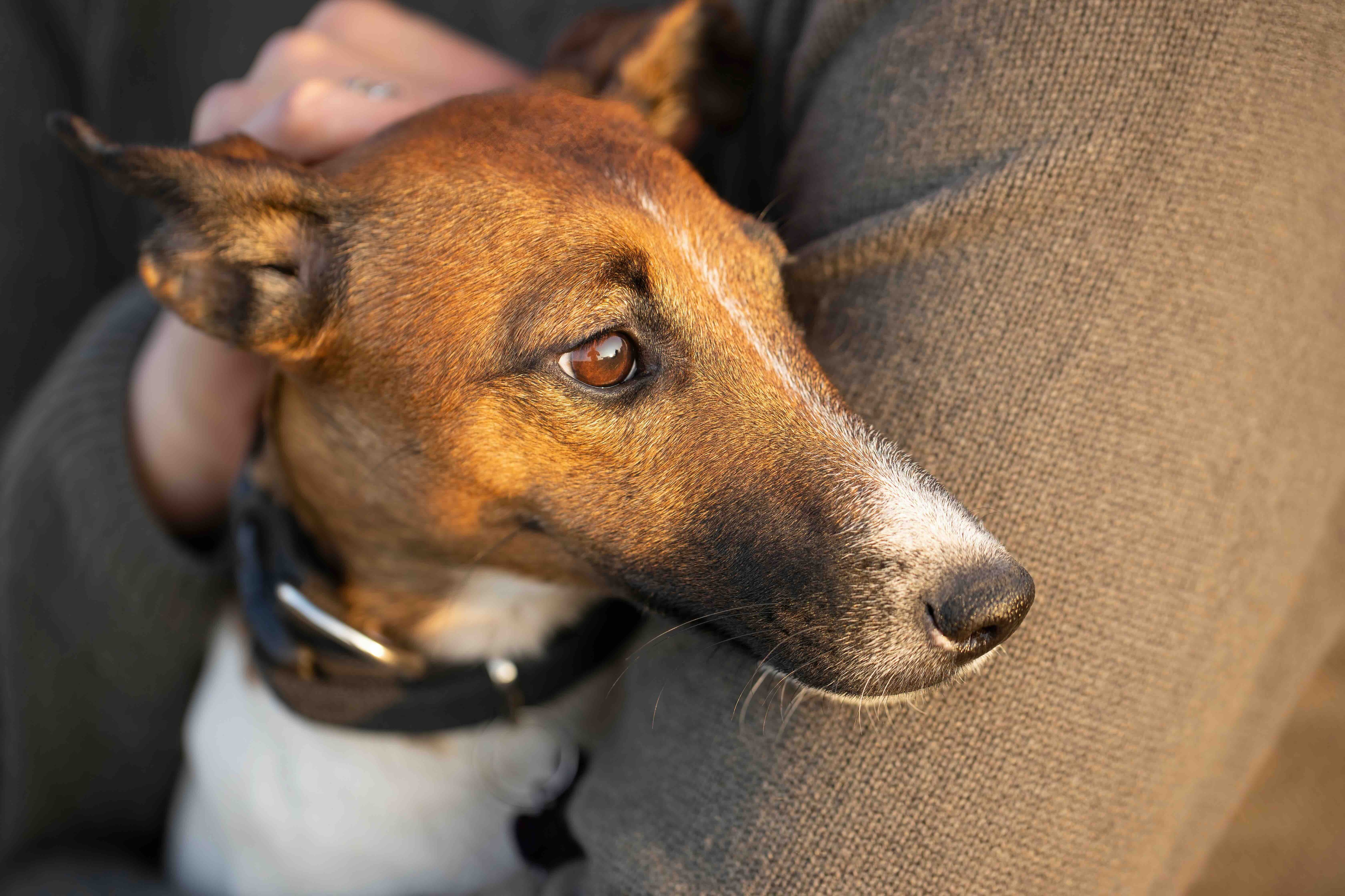 person holding a smooth fox terrier