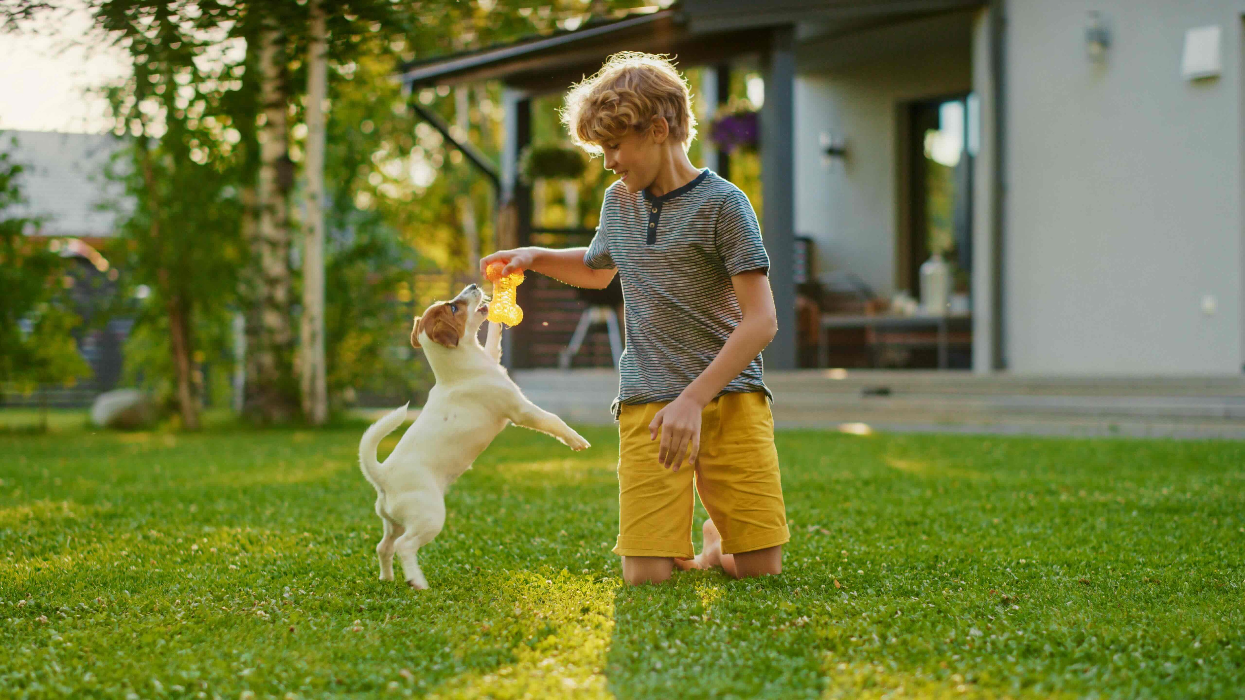 child playing with a smooth fox terrier puppy