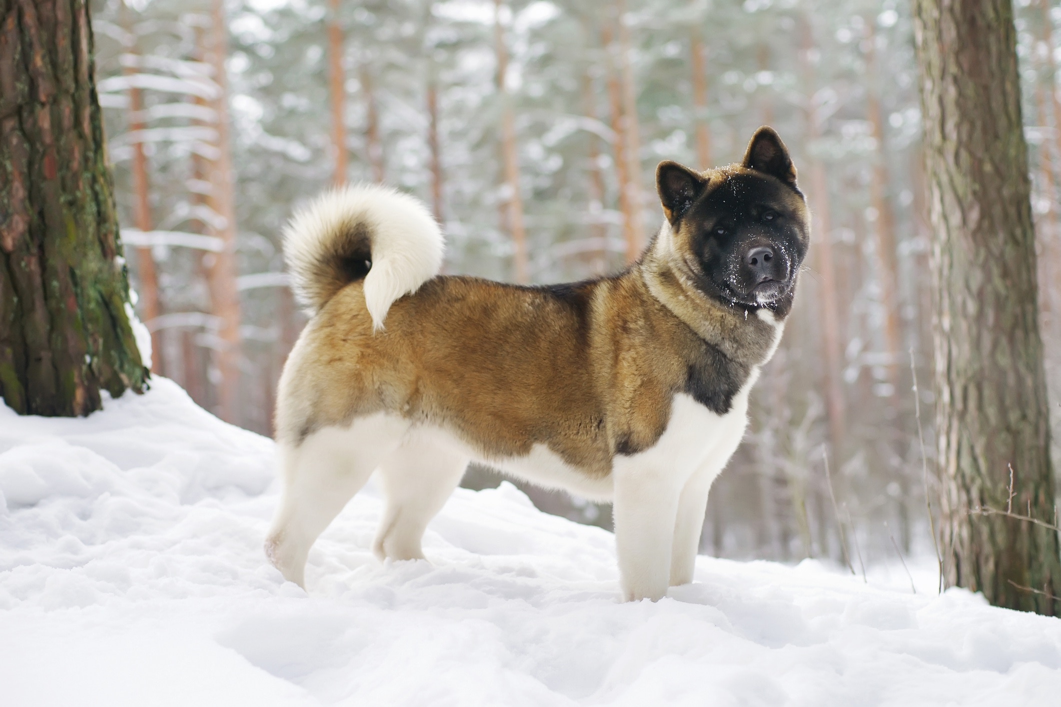 Tricolor Akita dog standing in a snowy forest