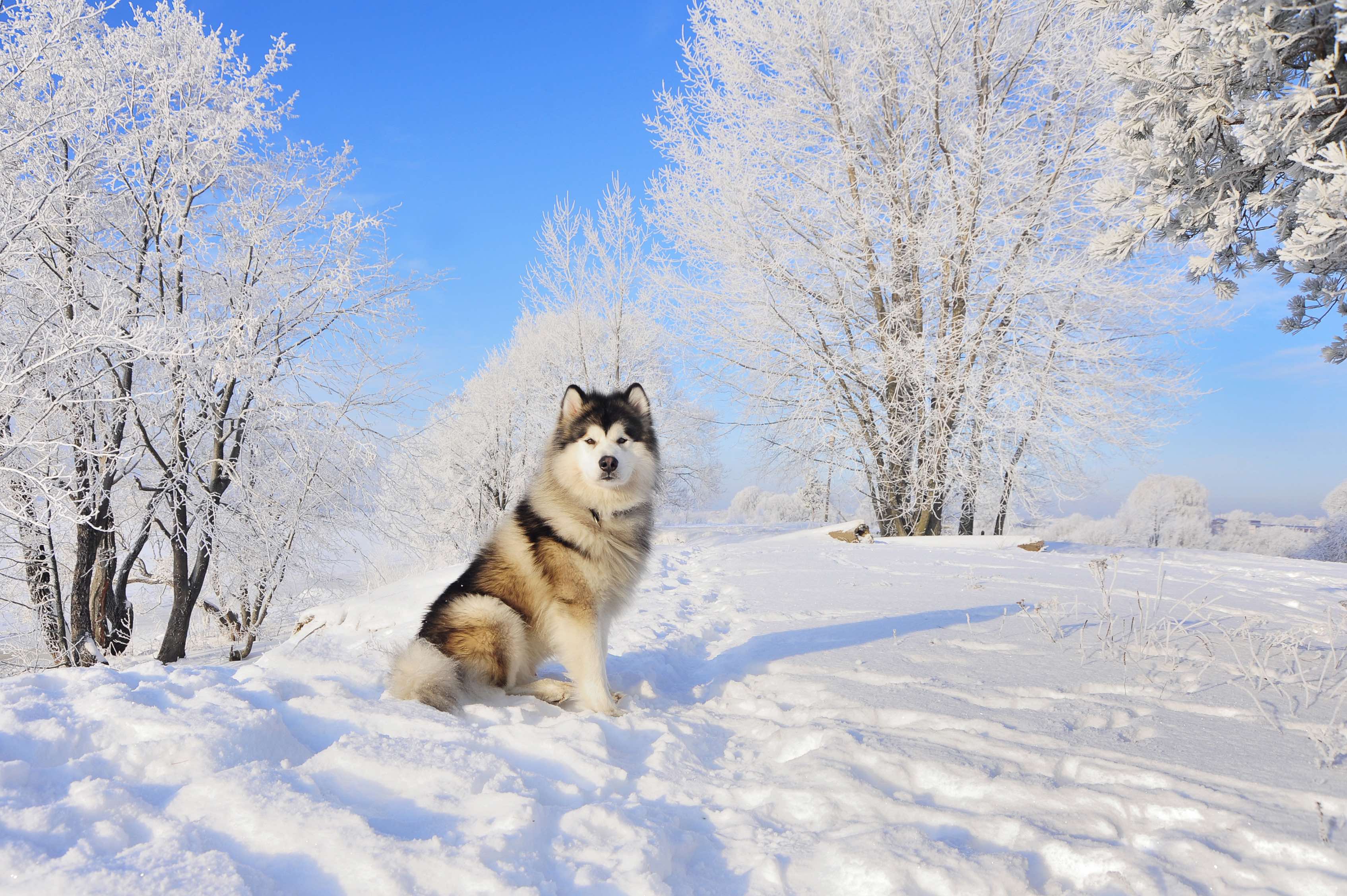 Gray and white Alaskan malamute dog sitting in the snow