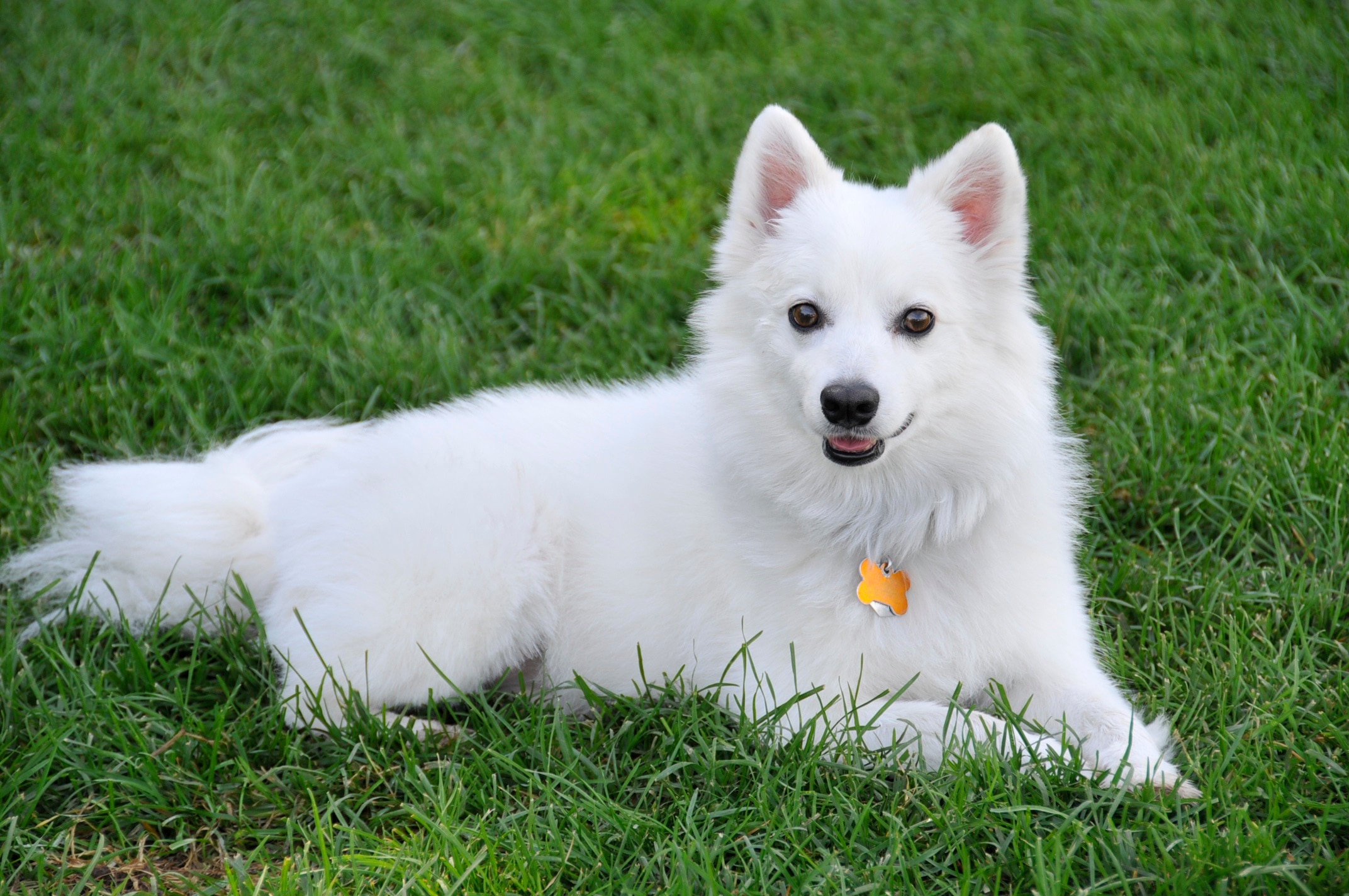 white american eskimo dog lying in green grass