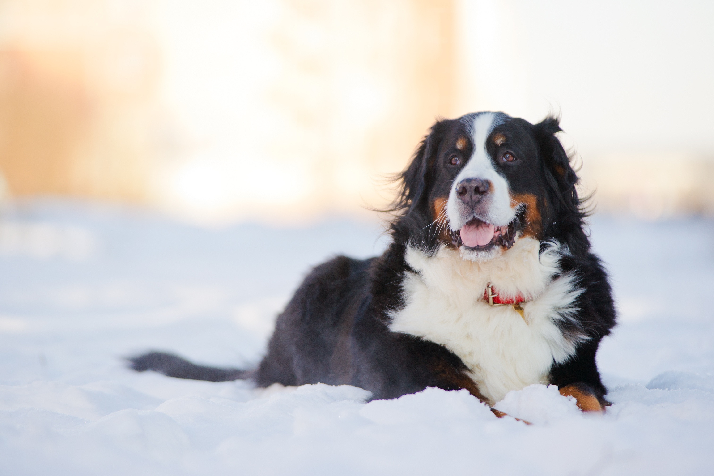 Bernese mountain dog lying in the snow.