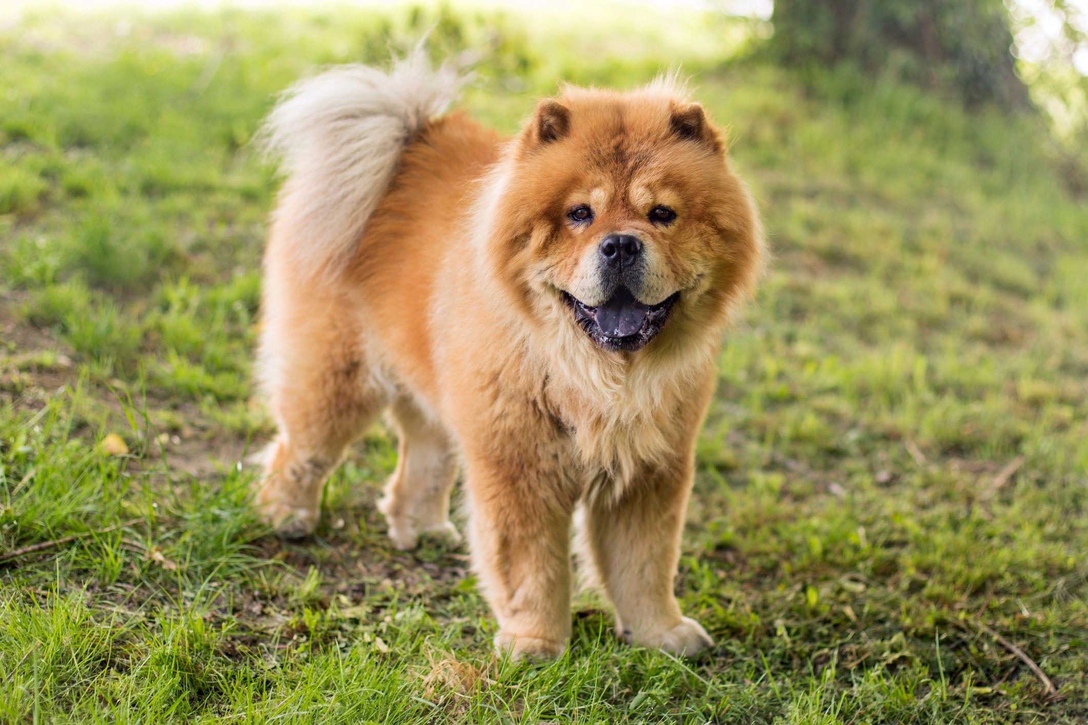 Red chow chow dog standing in the grass