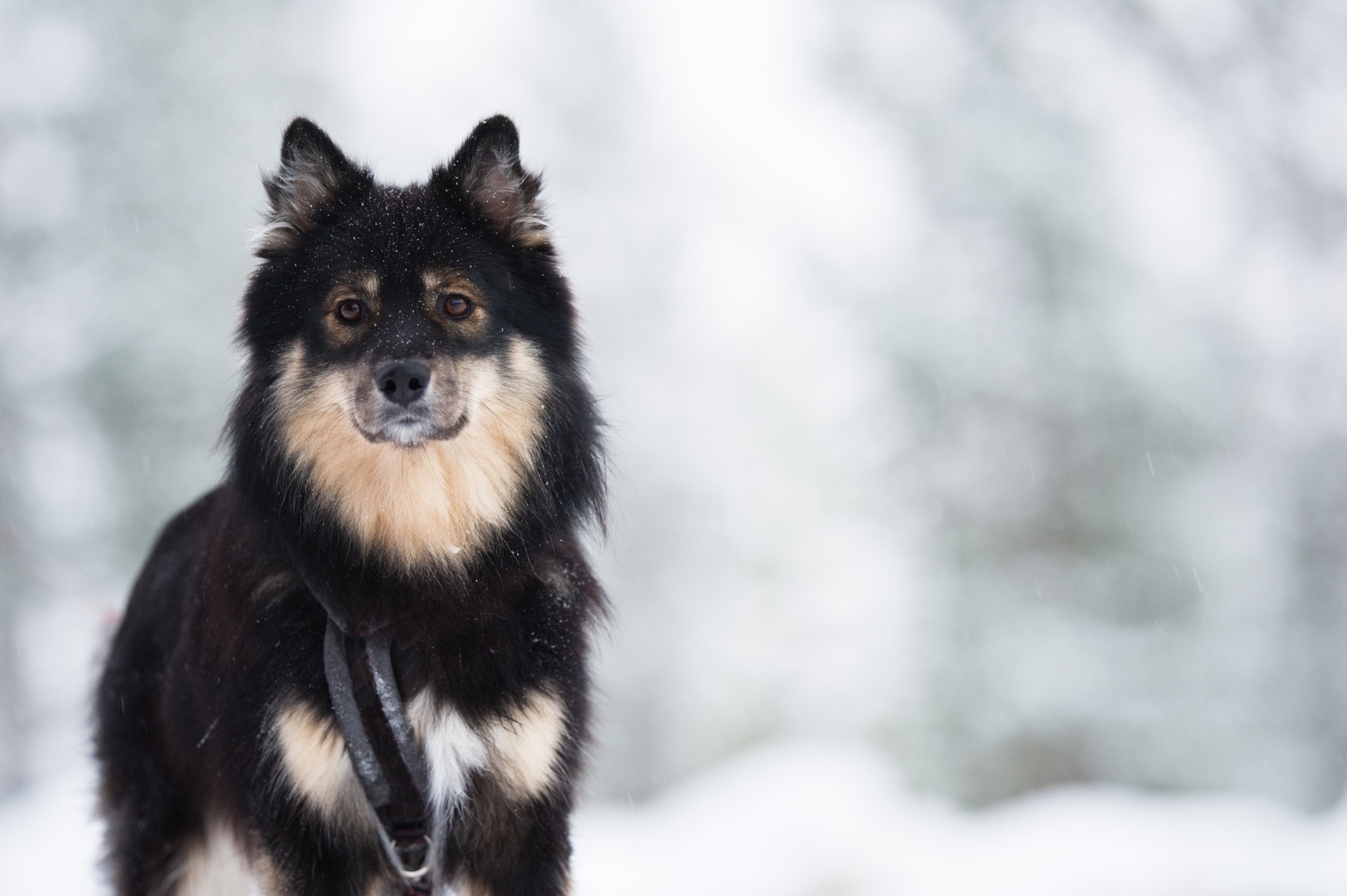 Black and tan Finnish Lapphund dog standing in the snow.