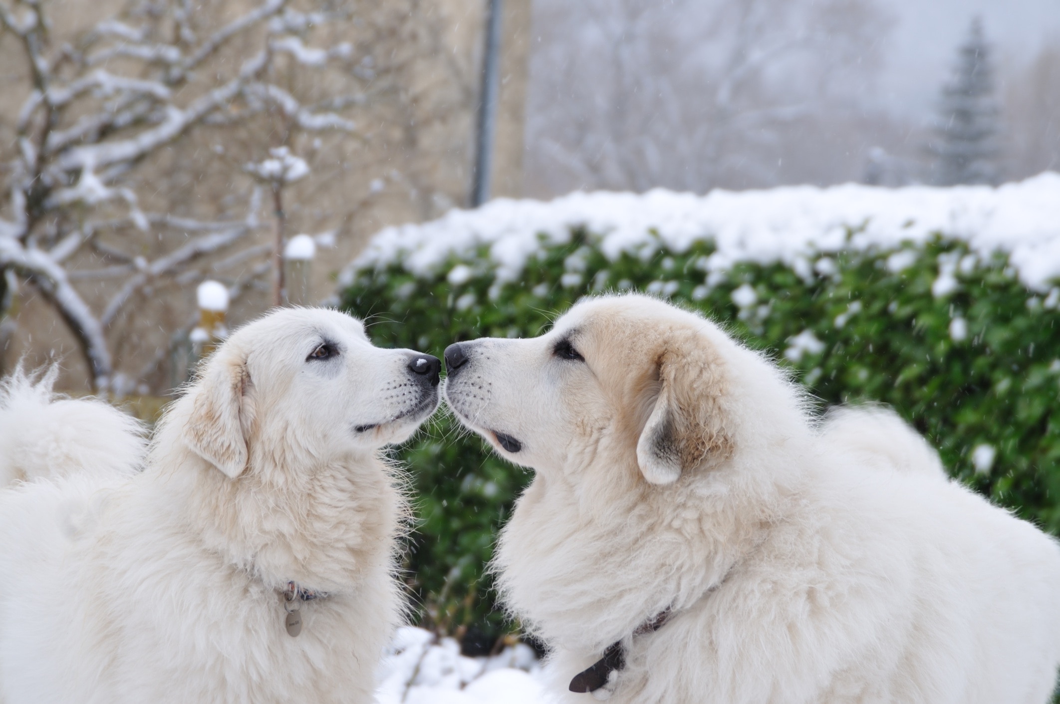 Two Great Pyrenees dogs touching noses.