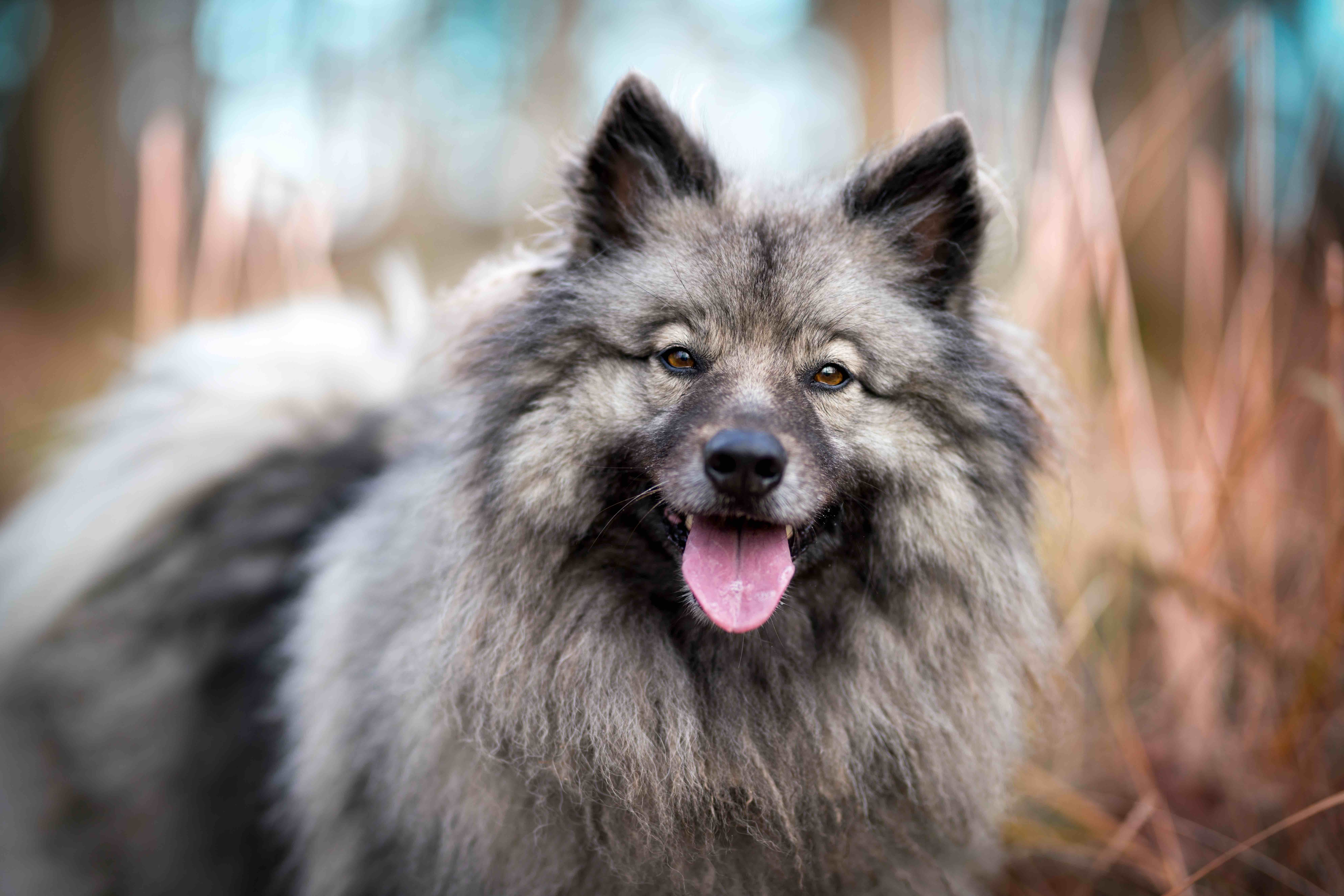 close-up of a fluffy gray keeshond dog smiling