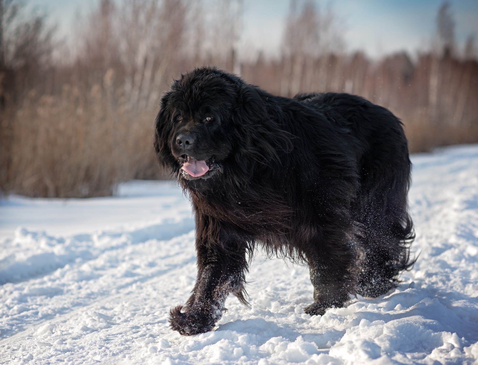 Black Newfoundland dog walking through the snow