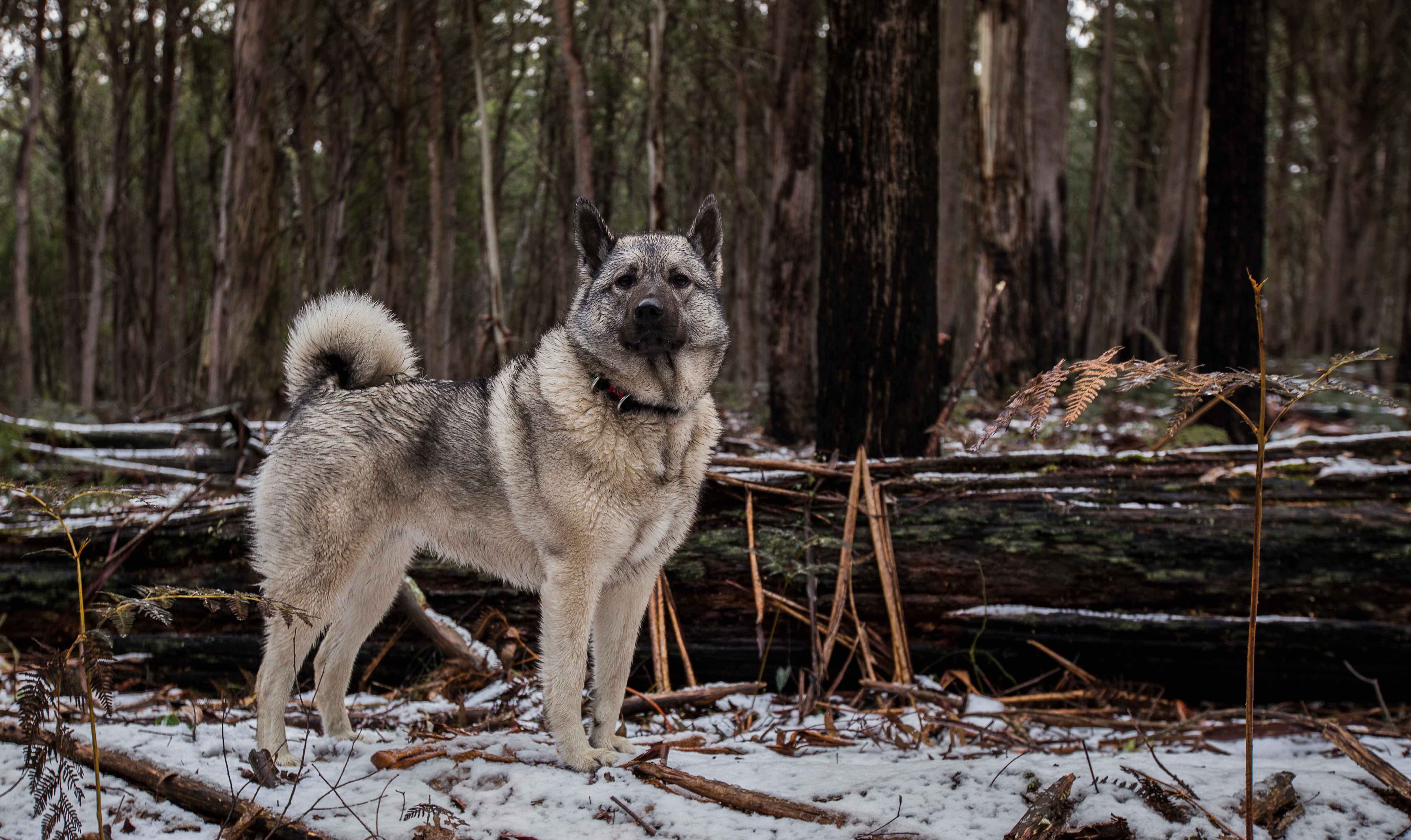 Norwegian Elkhound standing in snowy forest
