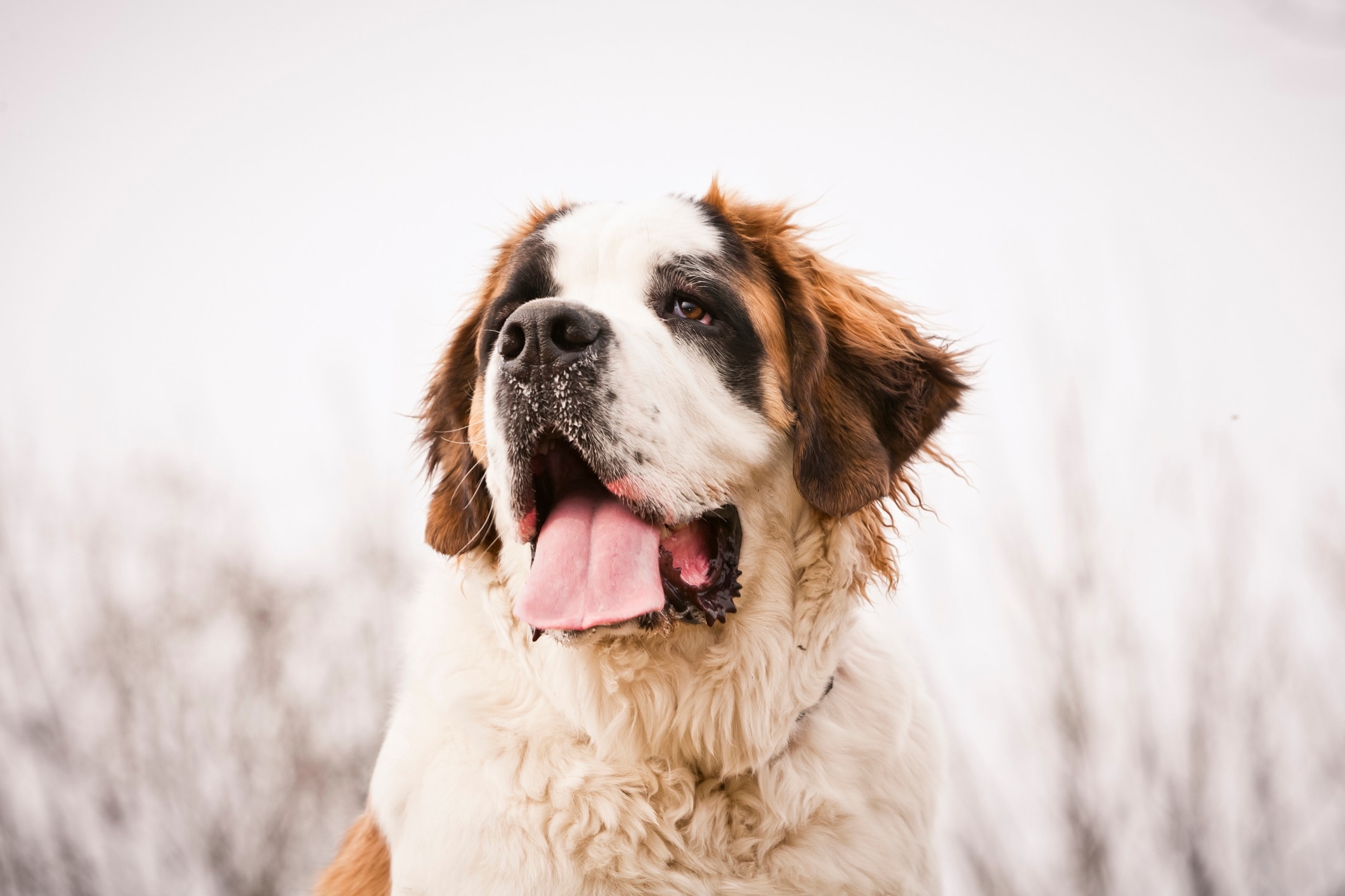 close-up portrait of a saint bernard with snow on his nose