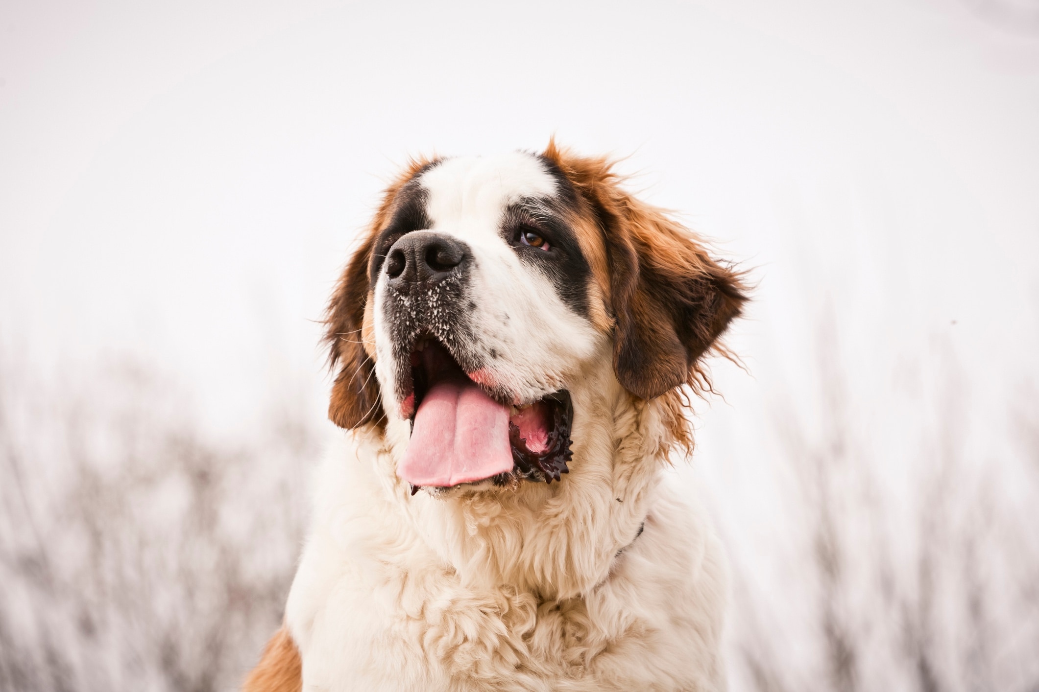 closeup portrait of a saint bernard with snow on his nose