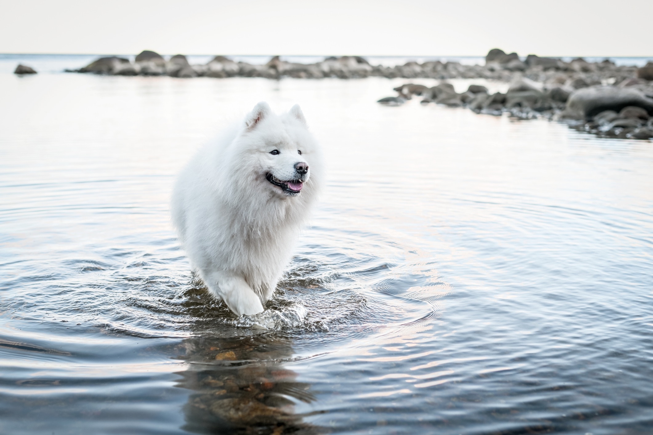 white samoyed dog walking through the water