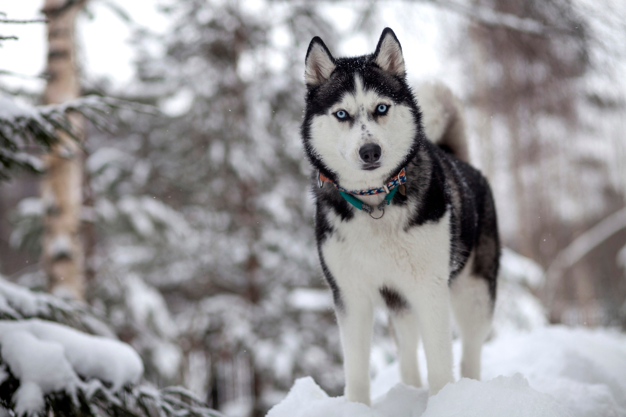 Siberian husky hot sale winter dogs