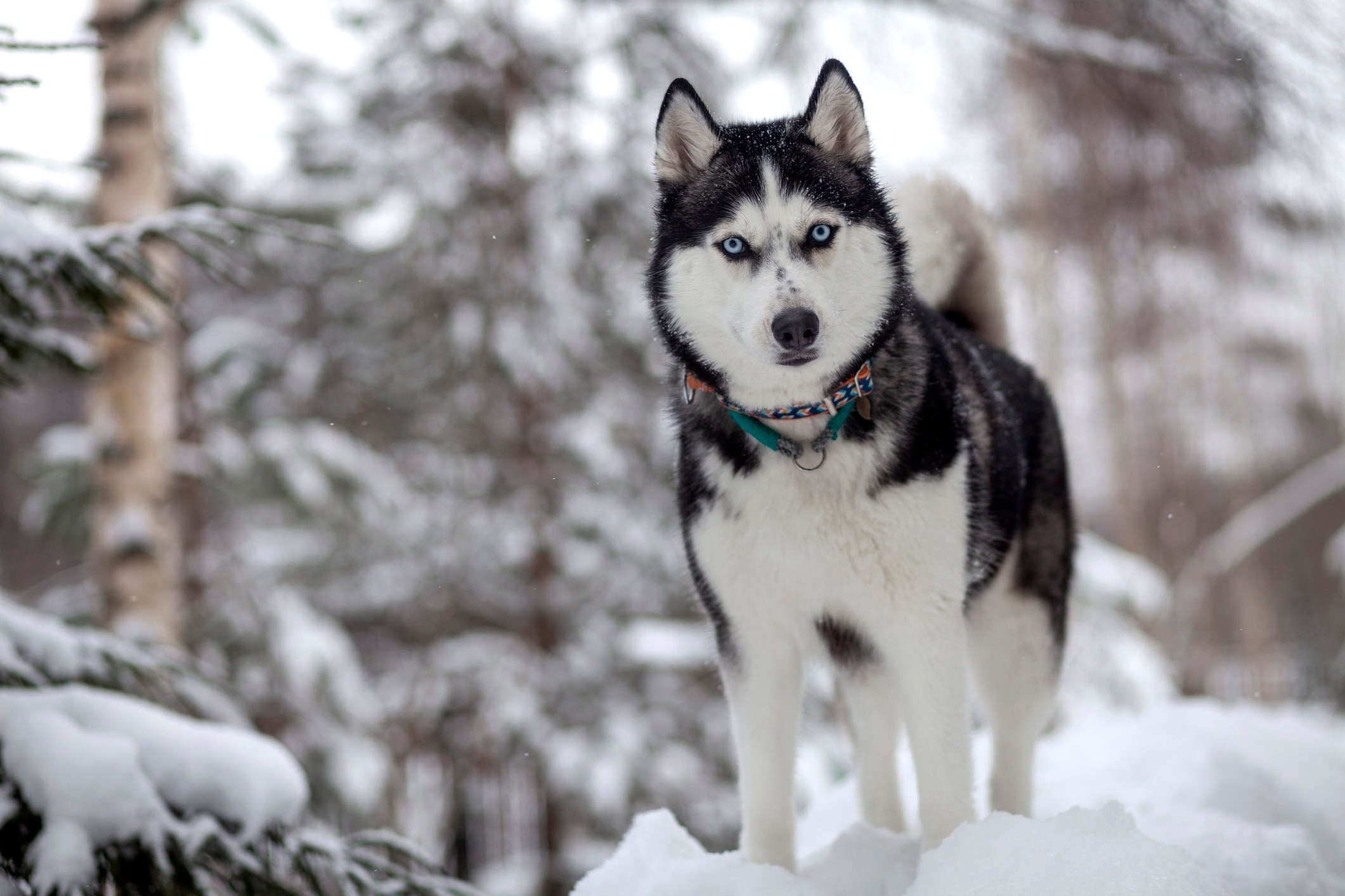 Black and white siberian husky in the snow.