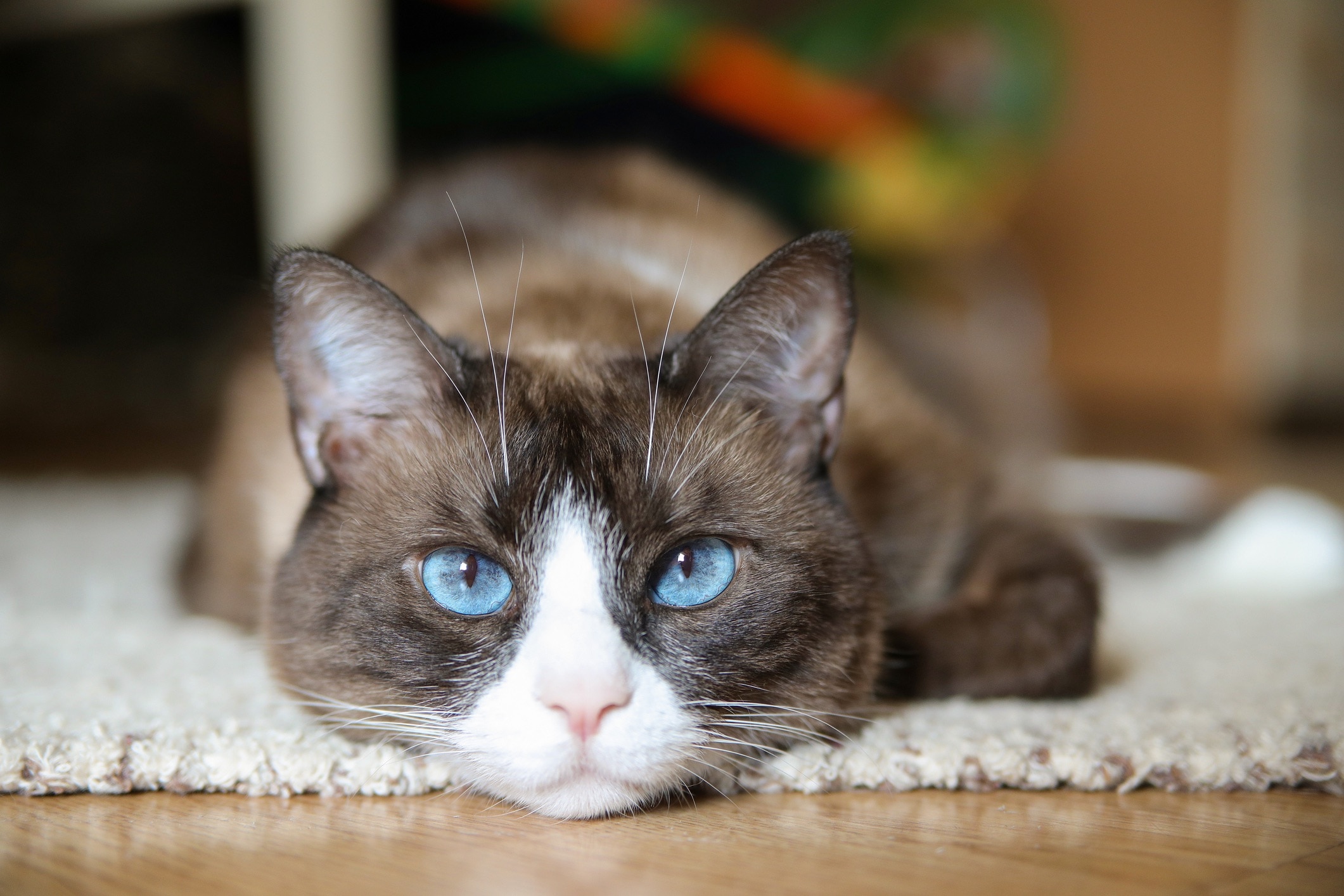 snowshoe cat lying down and looking at the camera