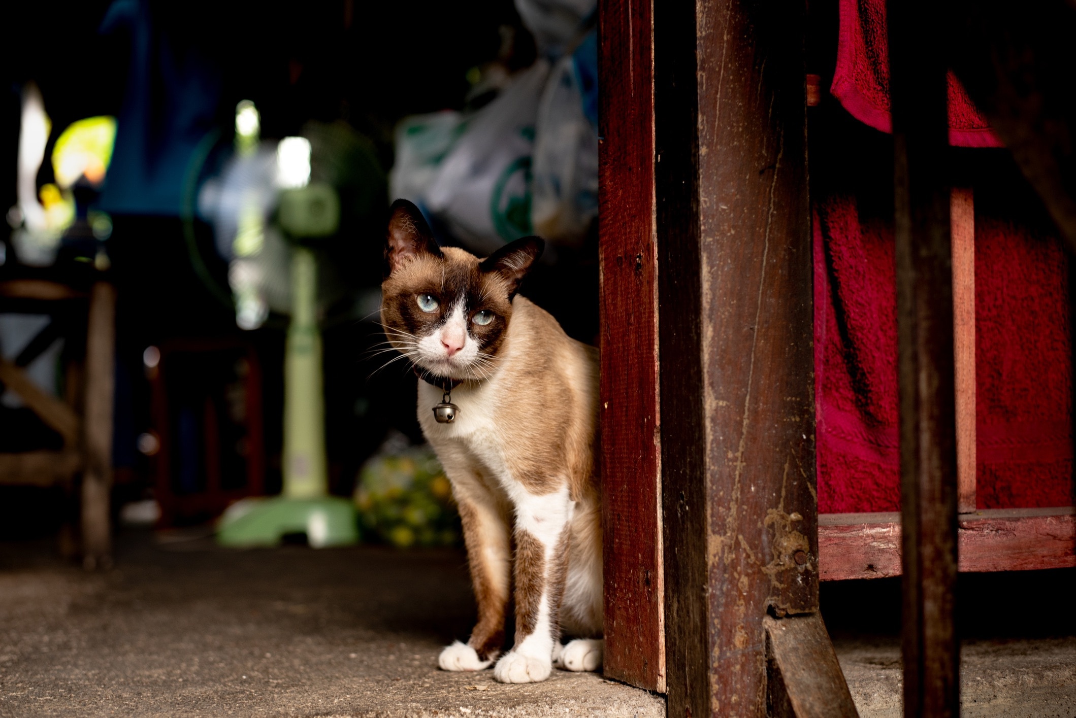 snowshoe cat sitting on the ground by a table