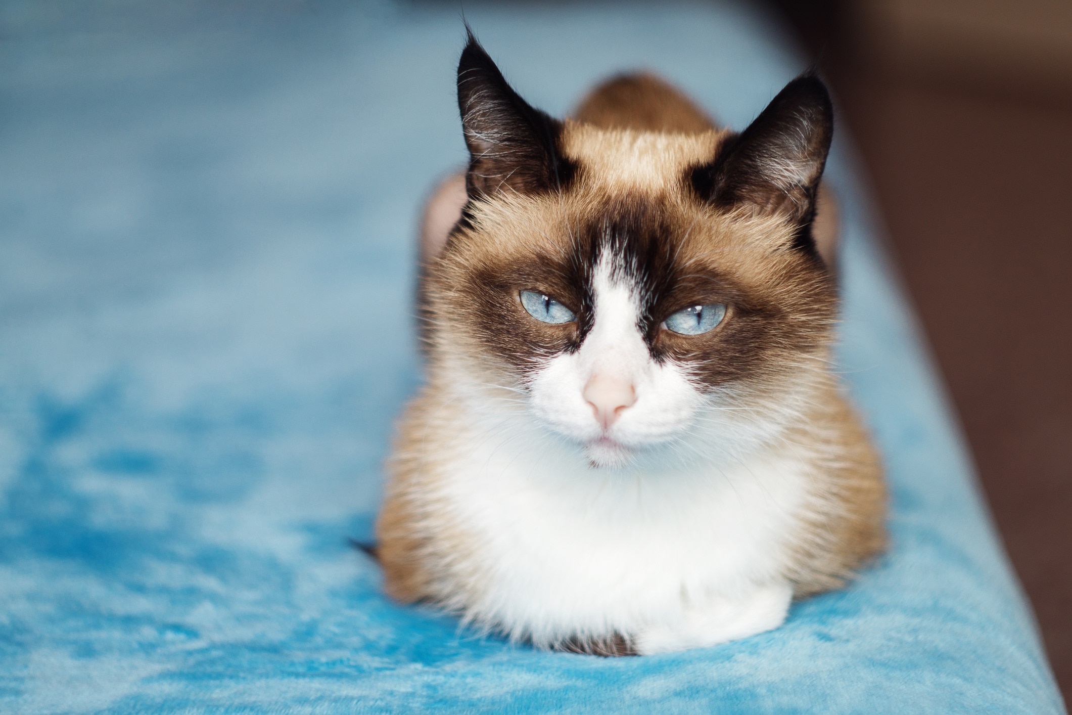 snowshoe cat loafing on a bed