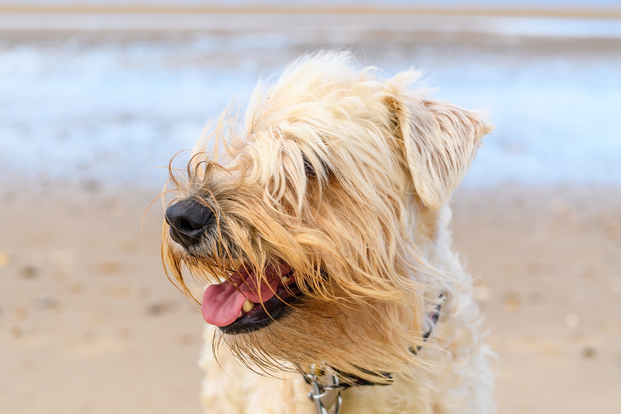 Wheaten terrier food outlet allergies