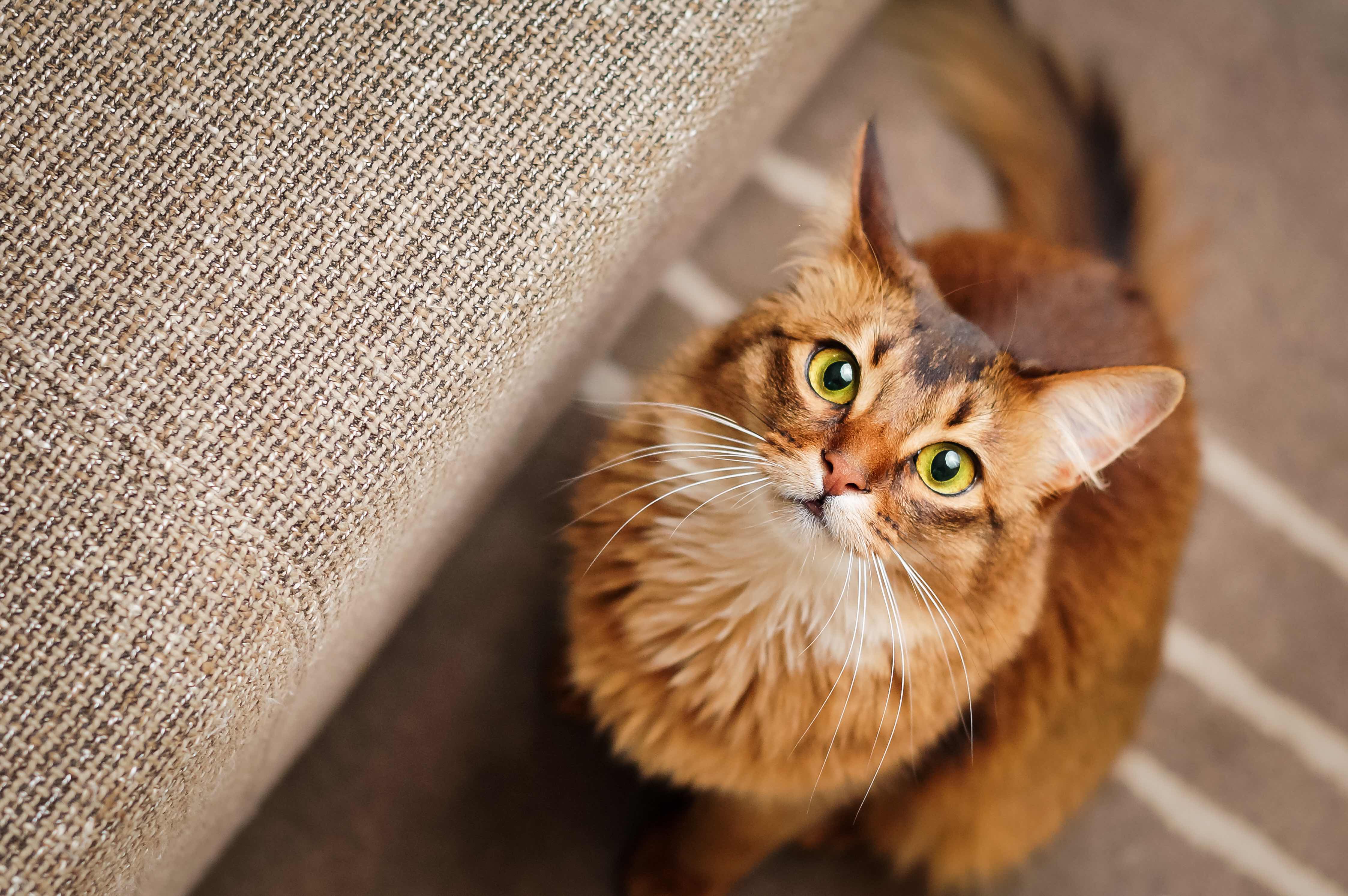 red somali cat looking up