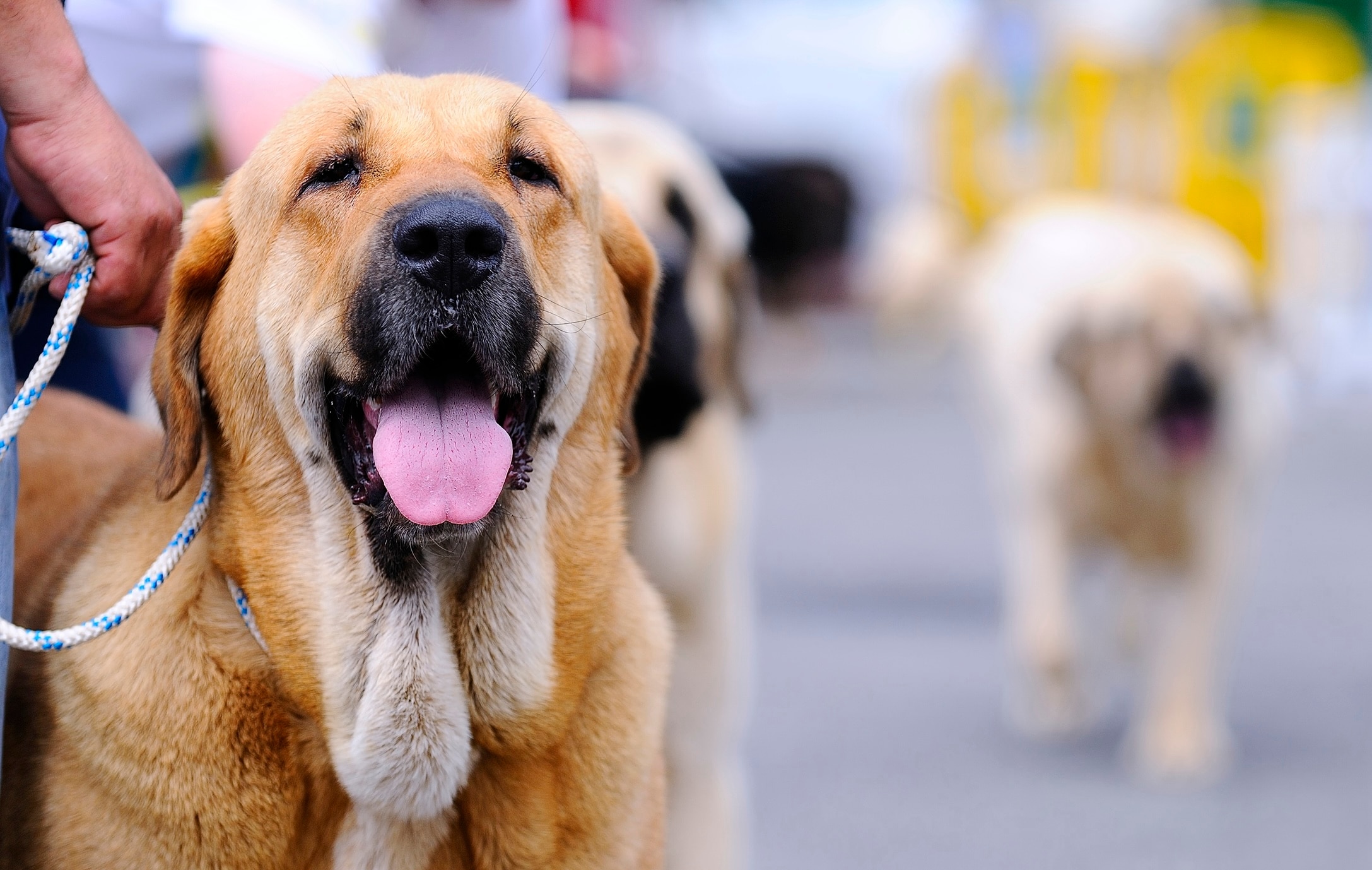 red spanish mastiff smiling and wearing a leash