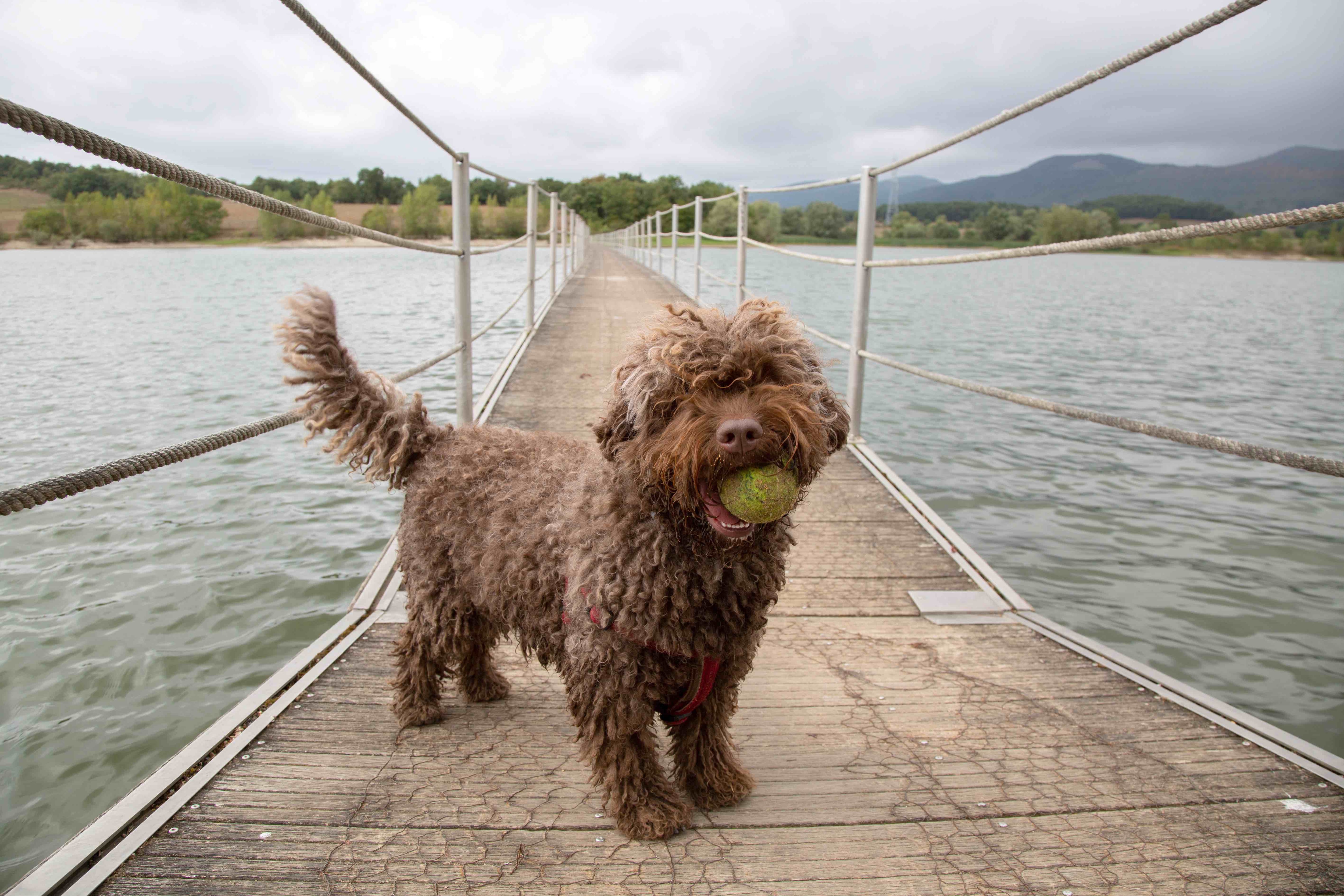 brown spanish water dog holding a tennis ball