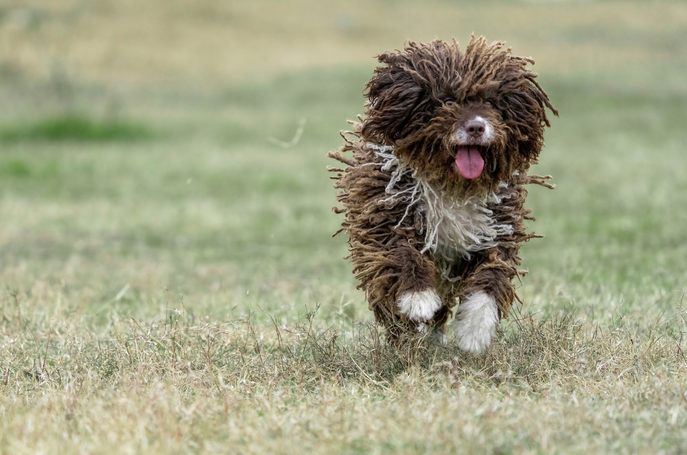brown and white corded spanish water dog running through grass