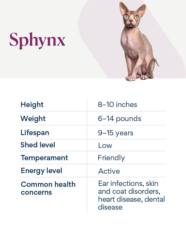 Sphynx skin hot sale care