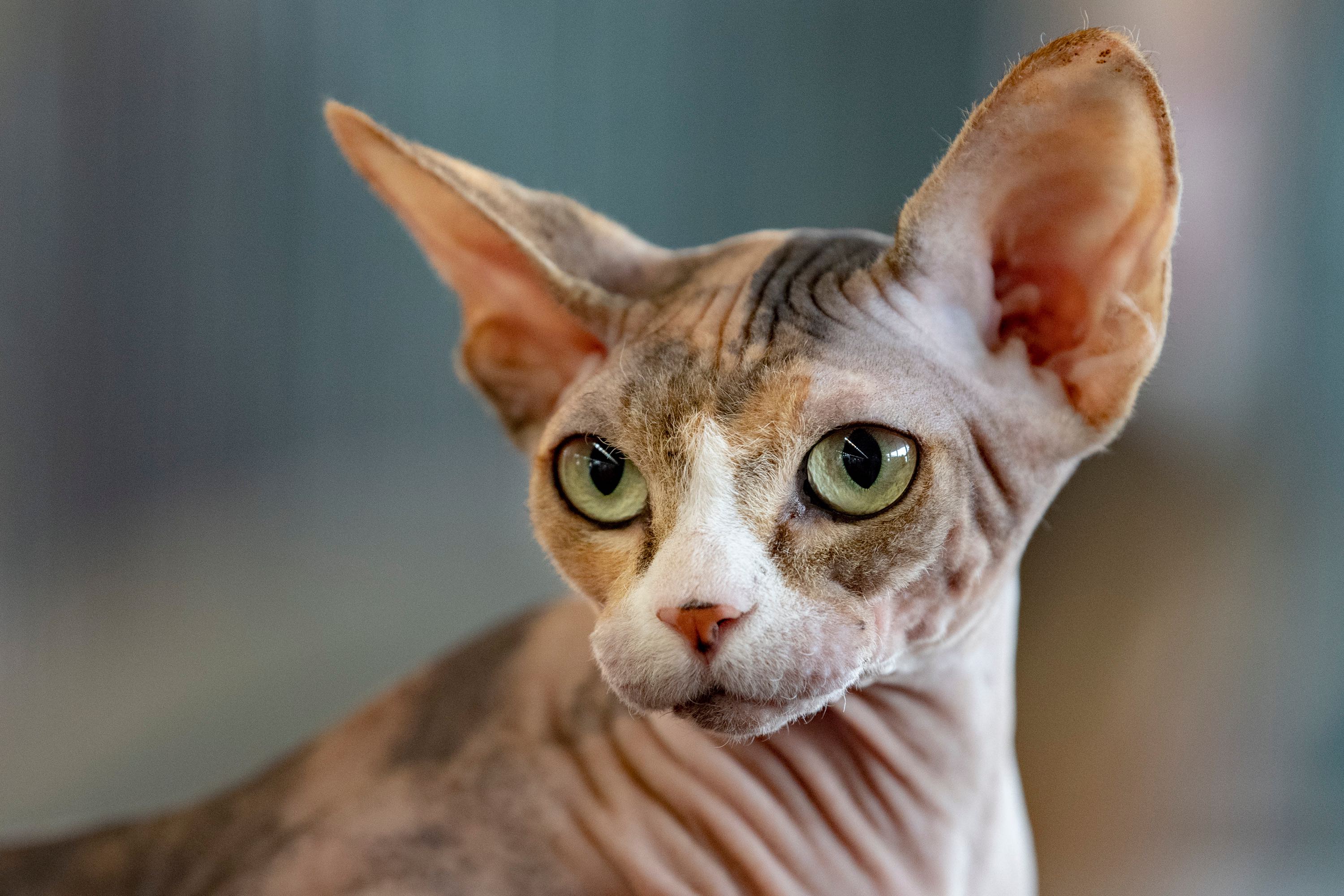 close-up of a calico sphynx cat's head