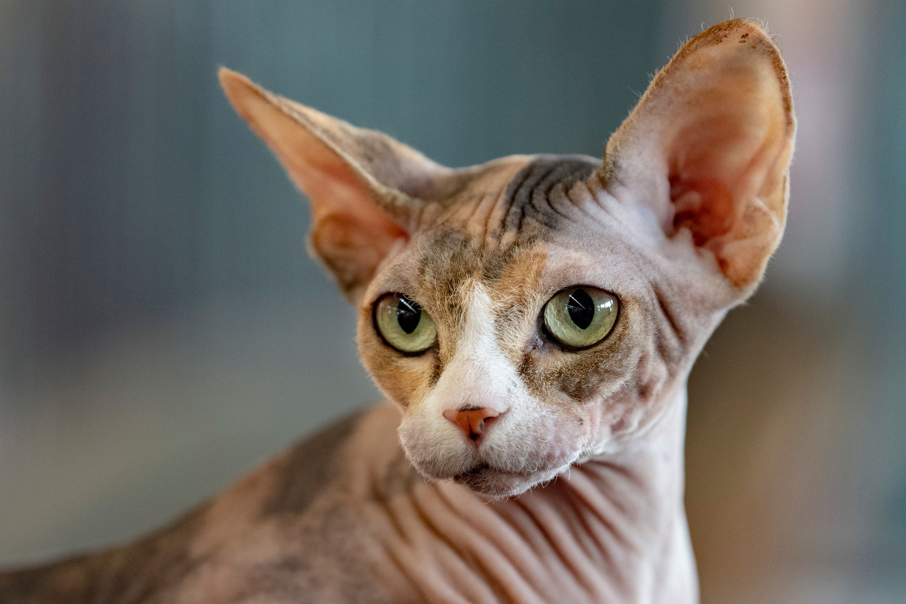 Sphynx Cat Breed Health And Care PetMD Sphynx Cat Breed Health And Care PetMD