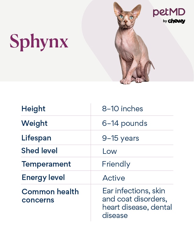 Shops sphynx cat price range