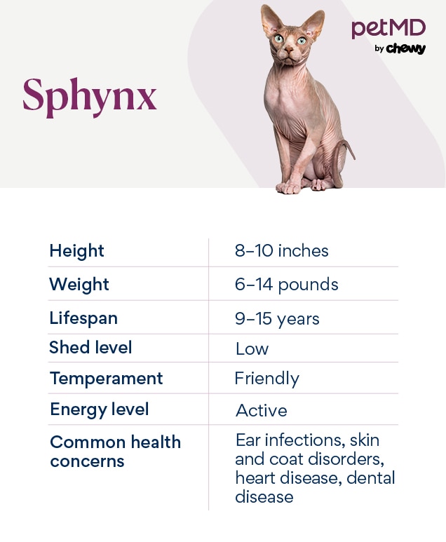 chart depicting a sphynx cat's characteristics