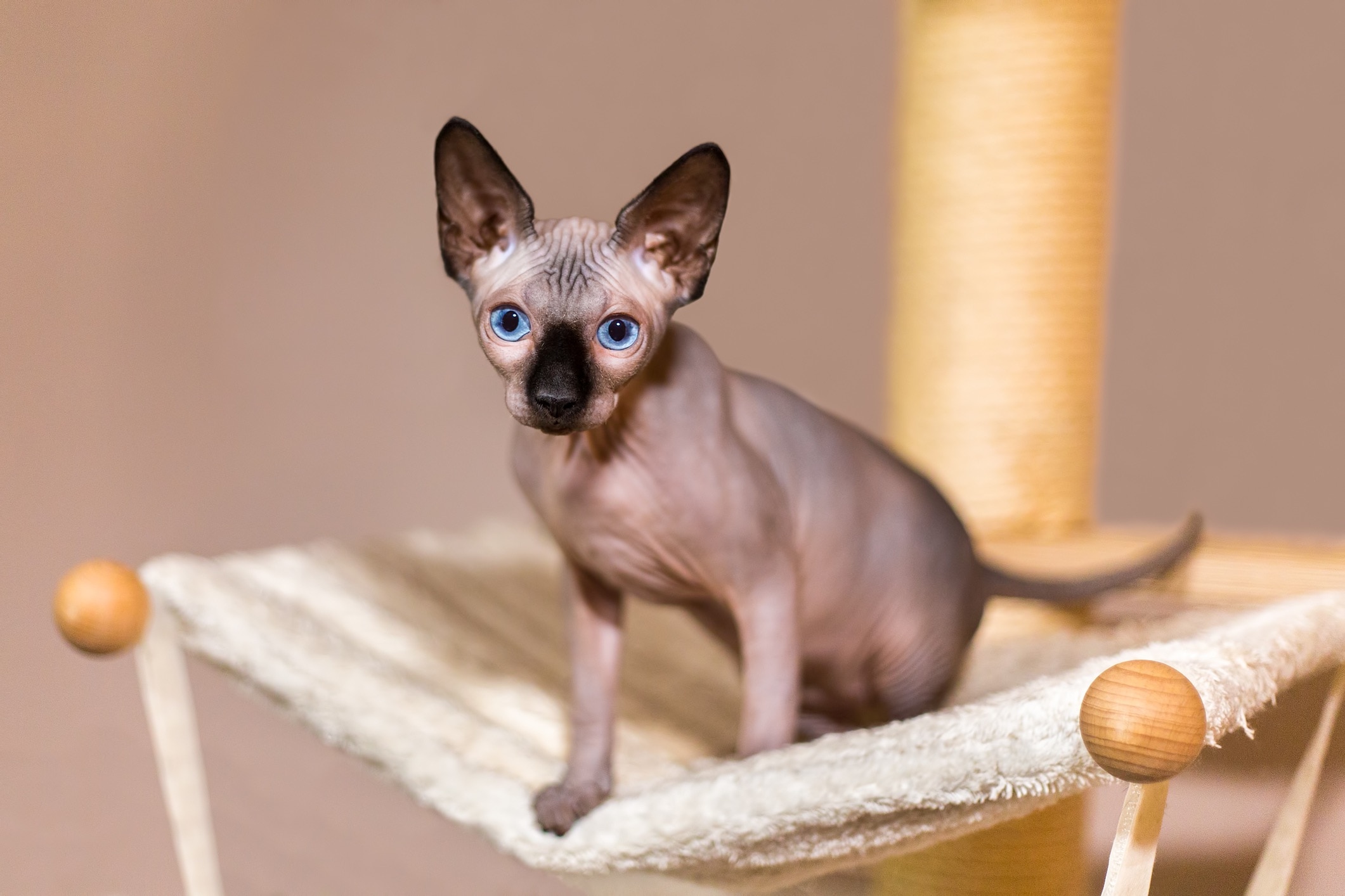 sphynx kitten with blue eyes sitting on a cat hammock