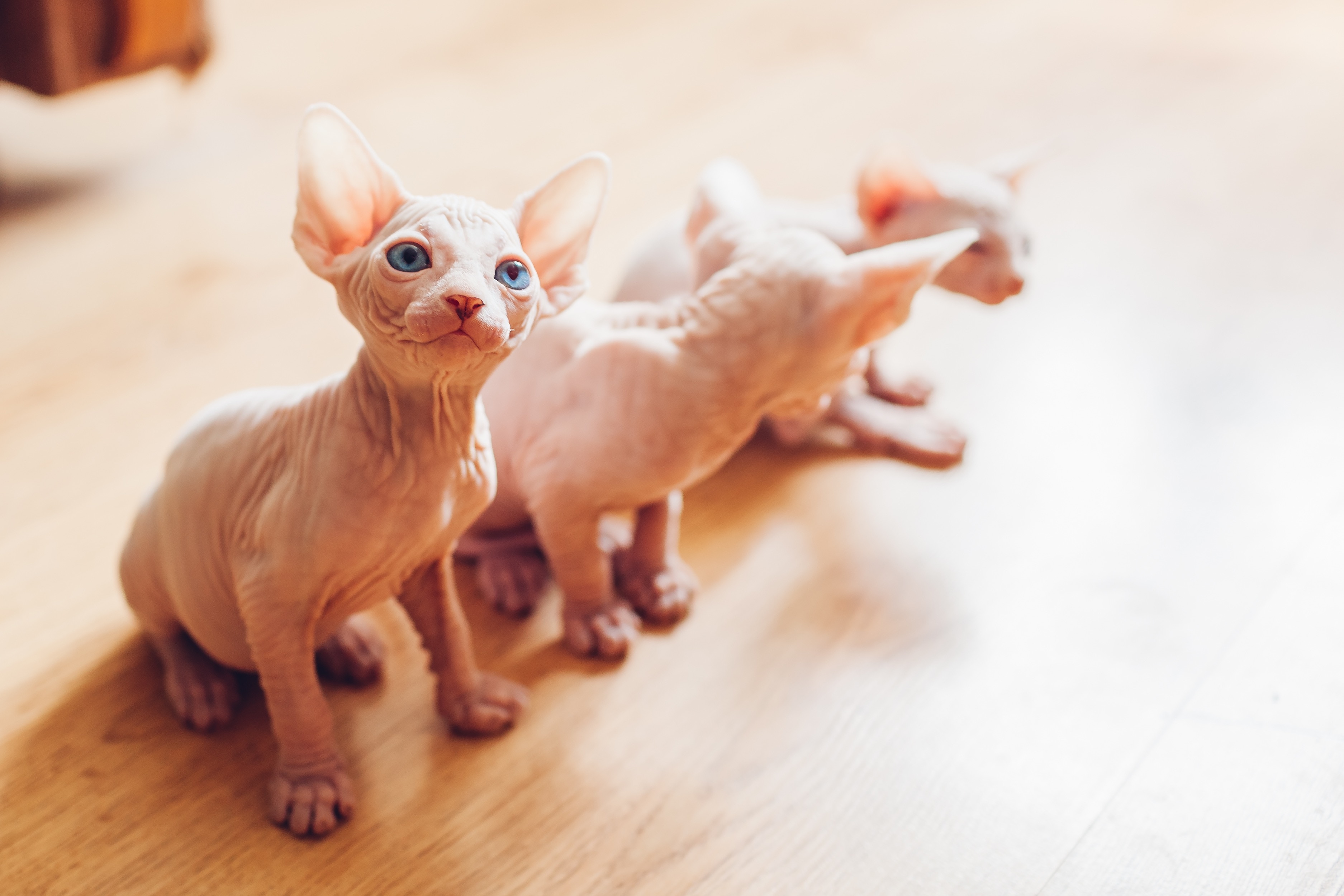 three pink sphynx kittens on a hardwood floor