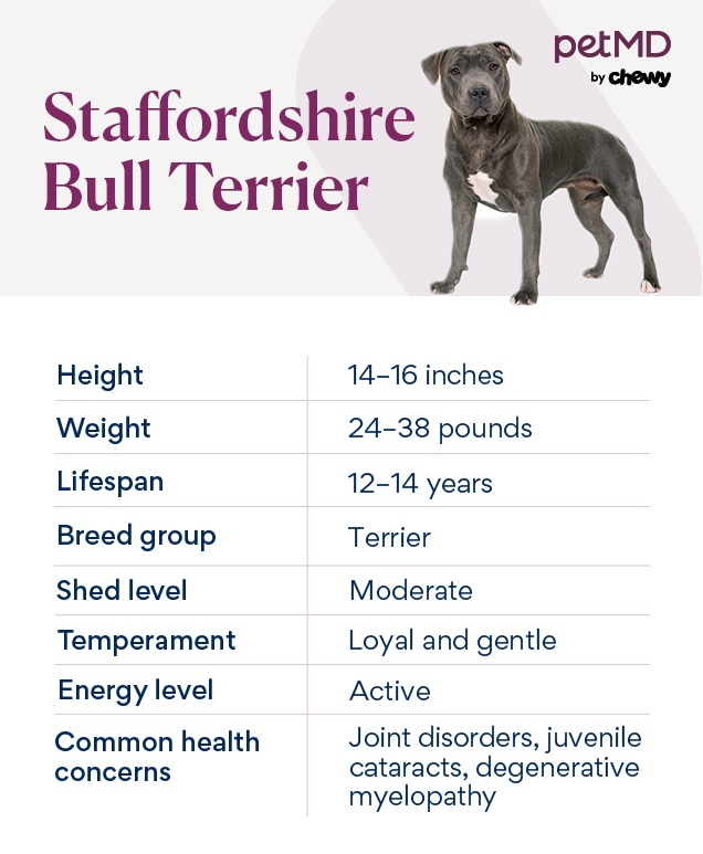 chart depicting a Staffordshire Bull Terrier's breed characteristics