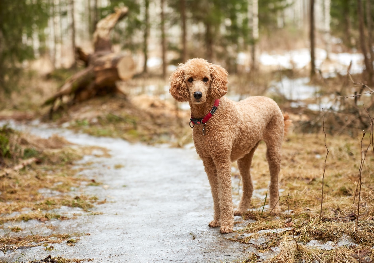 杏色标准贵宾犬站在远足小径上